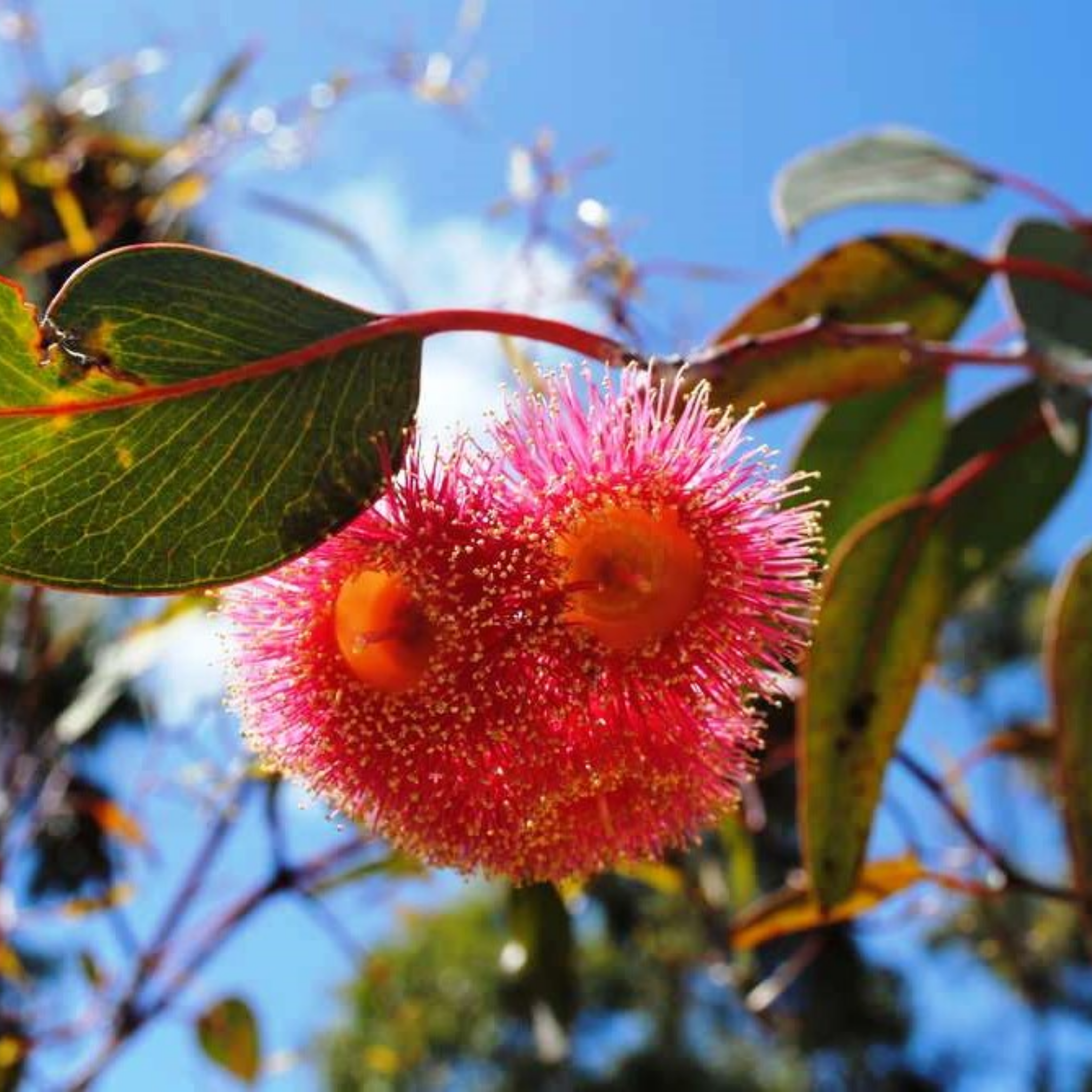 Eucalyptus Silver Princess Gum - Eucalyptus caesia Silver Princess