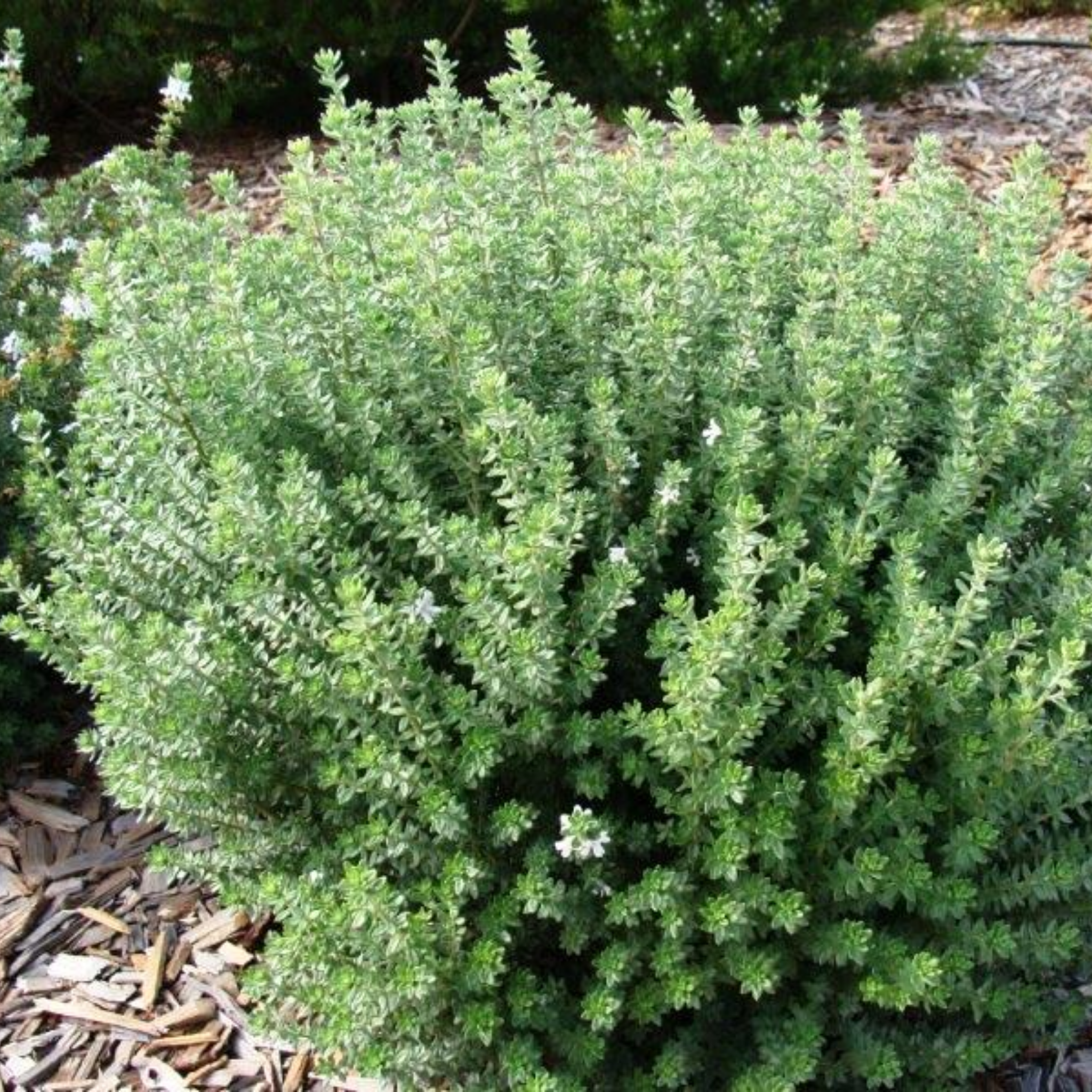 Grey Box Native Rosemary - Westringia fruticosa Grey Box