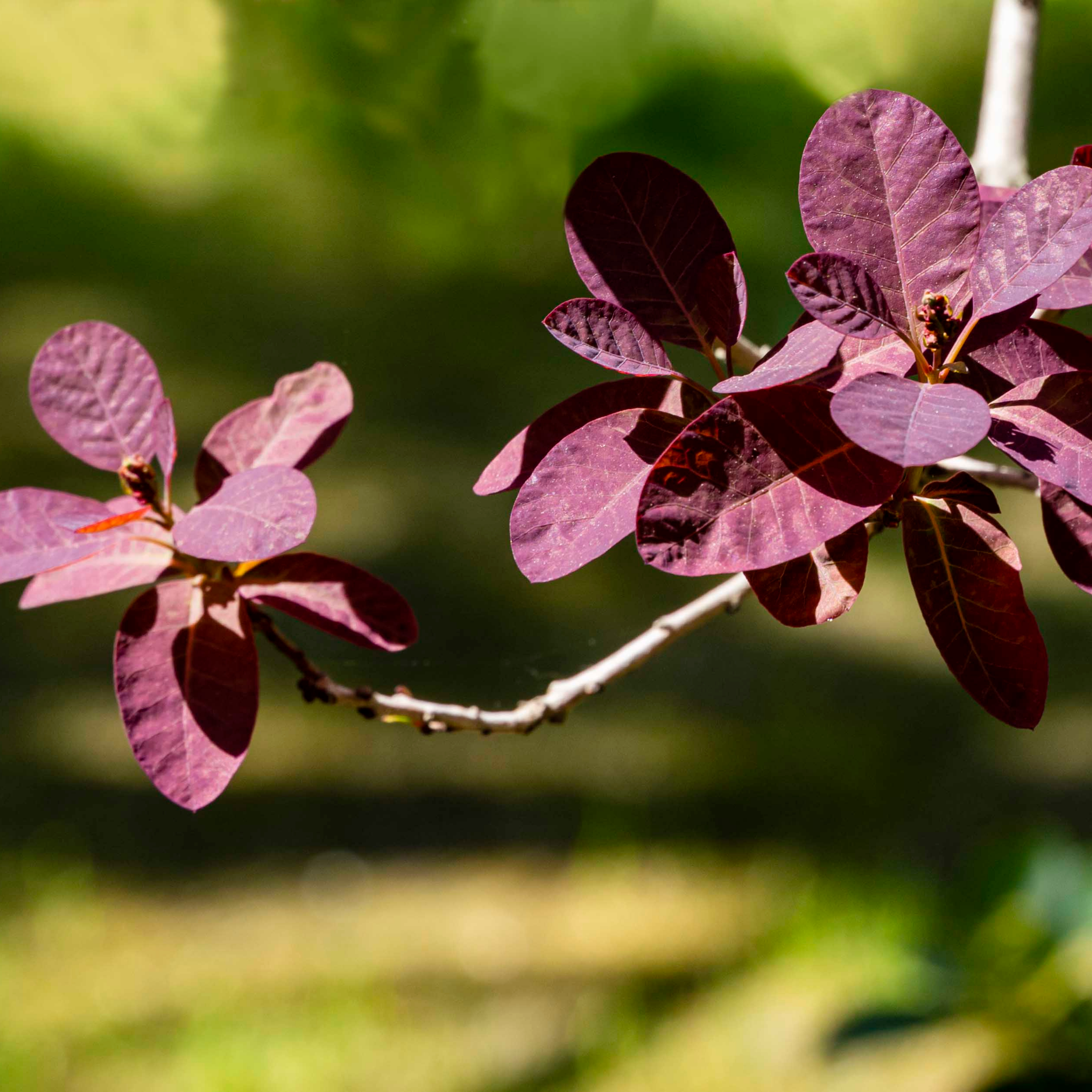 Cotinus coggygria Royal Purple Smoke Tree - Cotinus coggygria Royal Purple