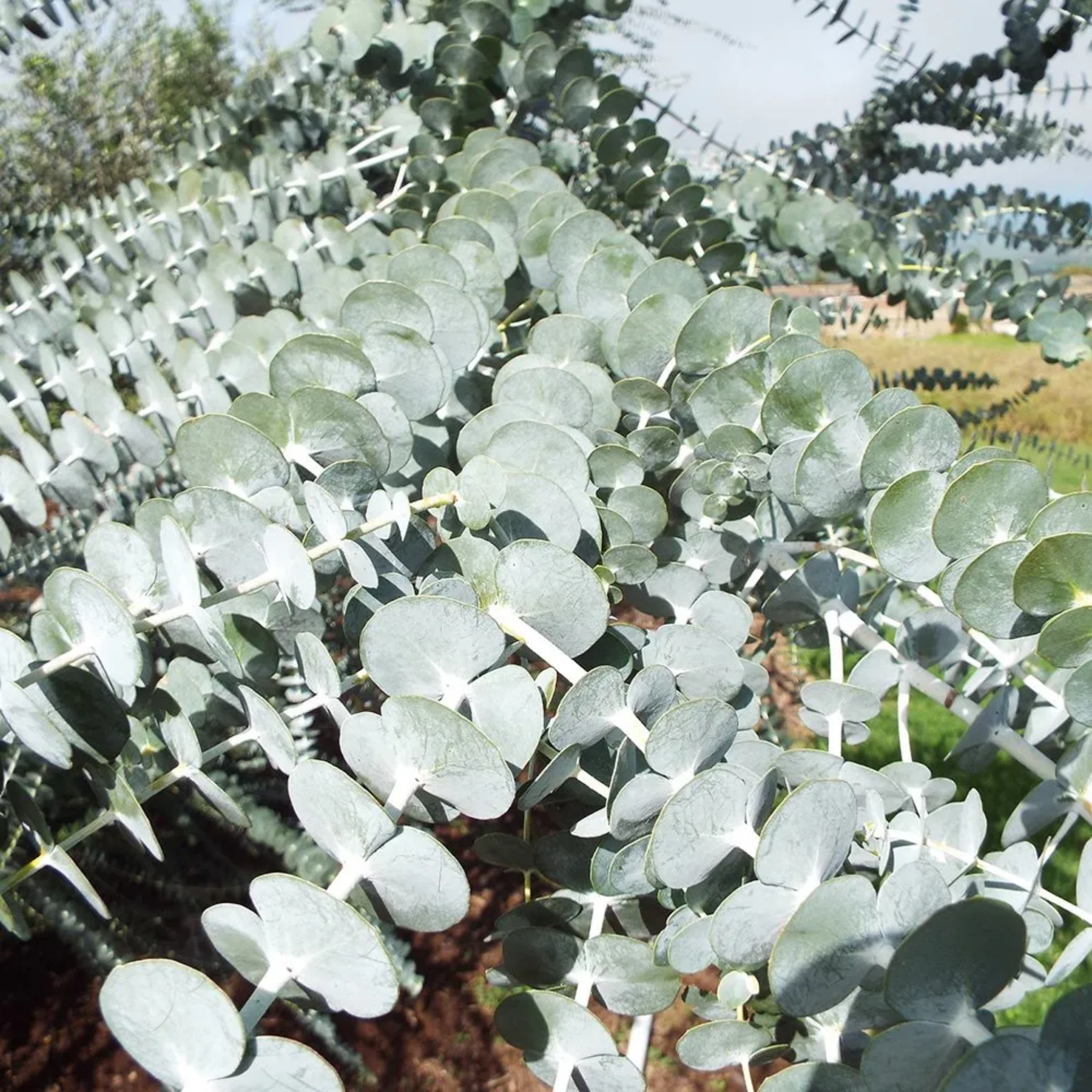 Eucalyptus Baby Blue - Eucalyptus pulverulenta 'Baby Blue'