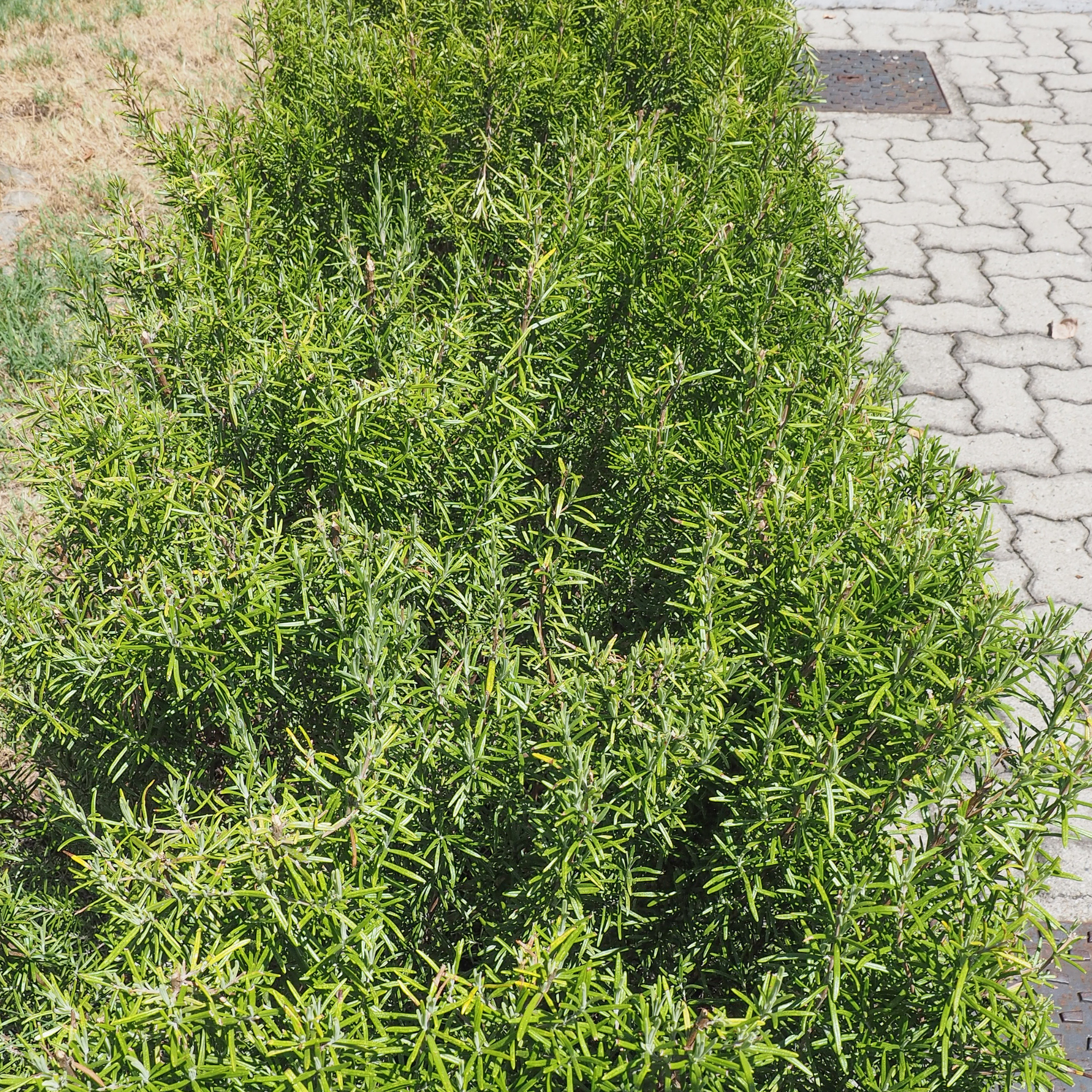 Long Leaved Westringia - Westringia longifolia