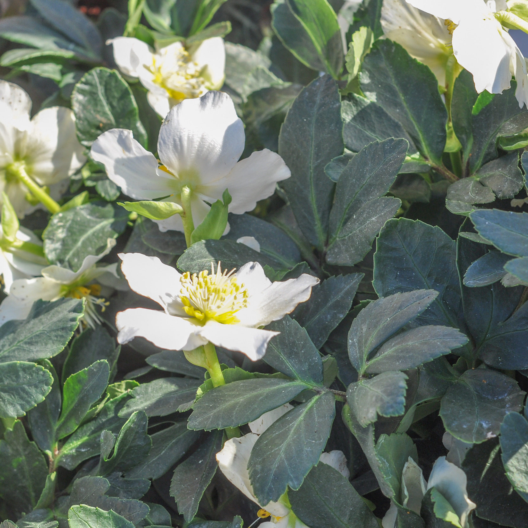 Winter Rose Moondance - Helleborus hybrida Moondance PBR