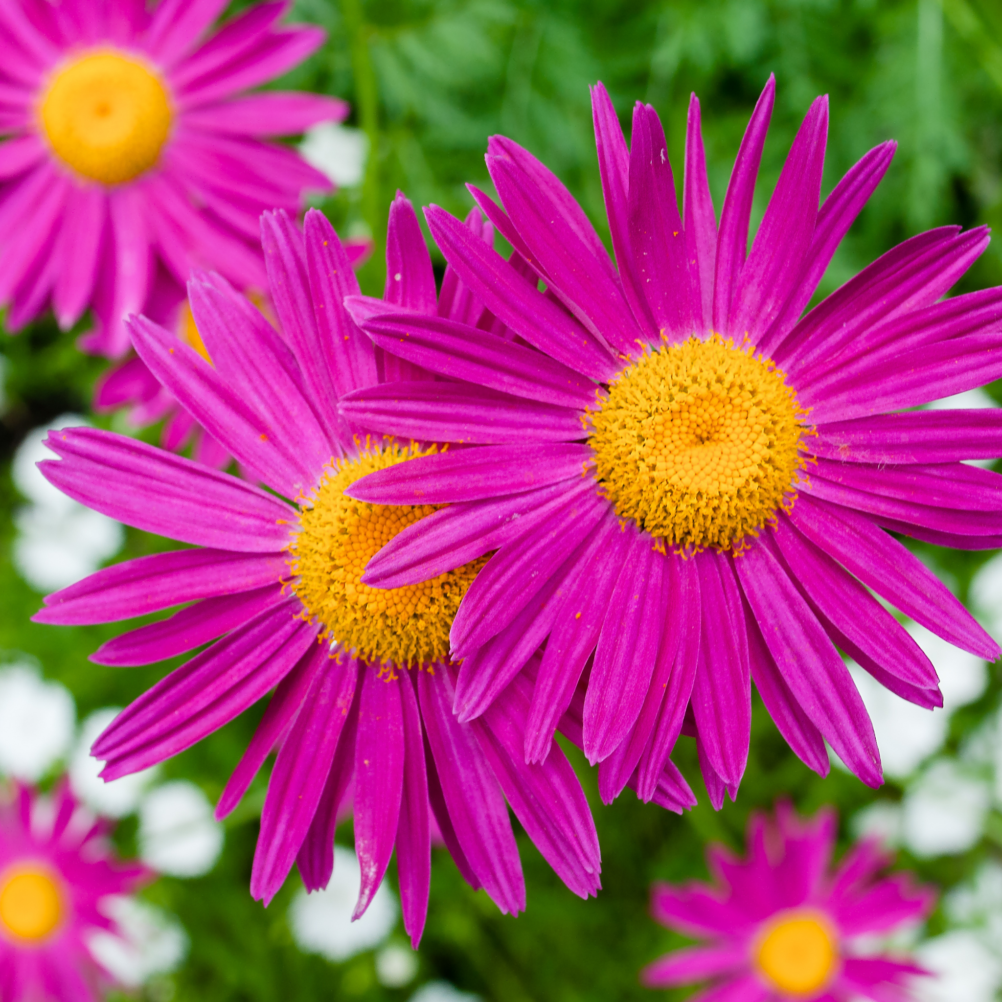 Cut Leaf Daisy Radiant Magenta - Brachyscome hybrida Radiant Magenta