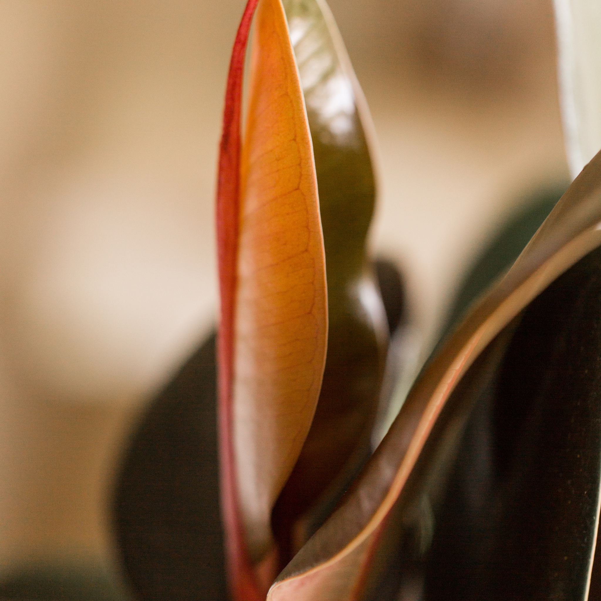 Burgundy Rubber Tree Plant - Ficus elastica Burgundy