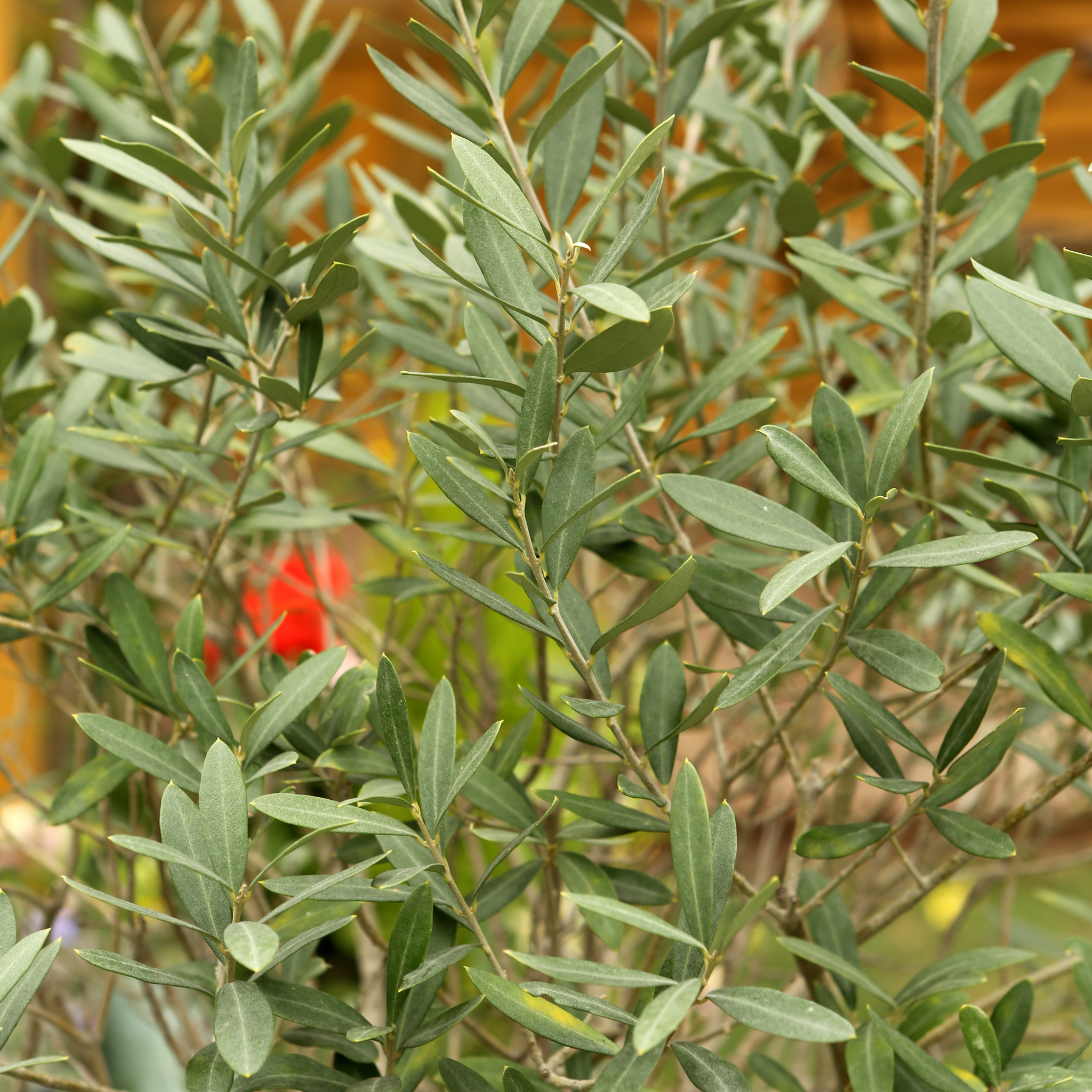 Jumbo Kalamata Olive Tree - Olea europaea Kalamata Jumbo