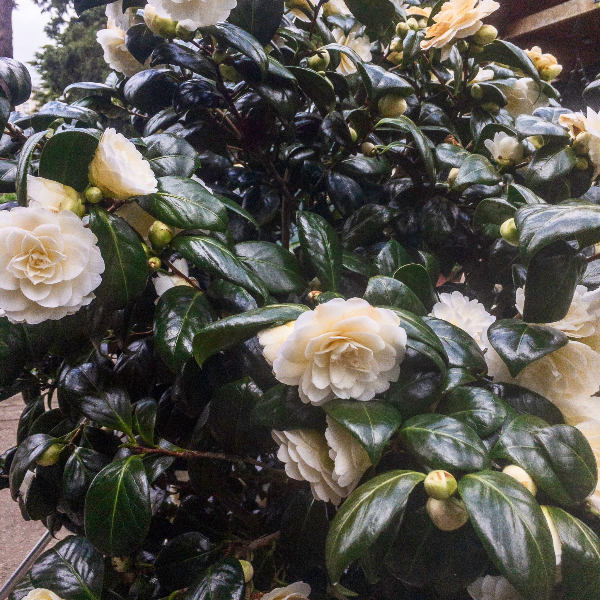Camellia japonica Assorted