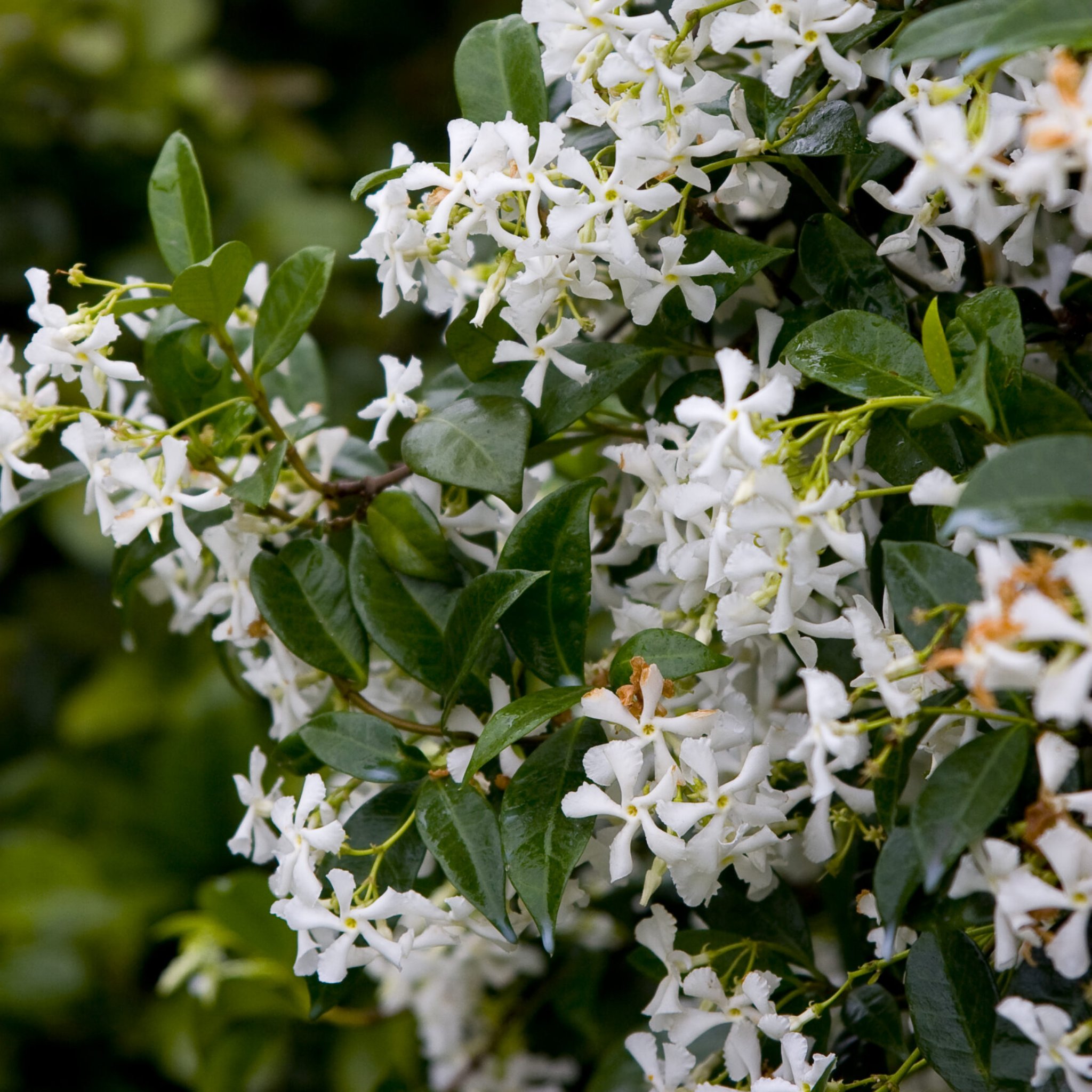 Chinese Star Jasmine - Trachelospermum jasminoides Jessamine