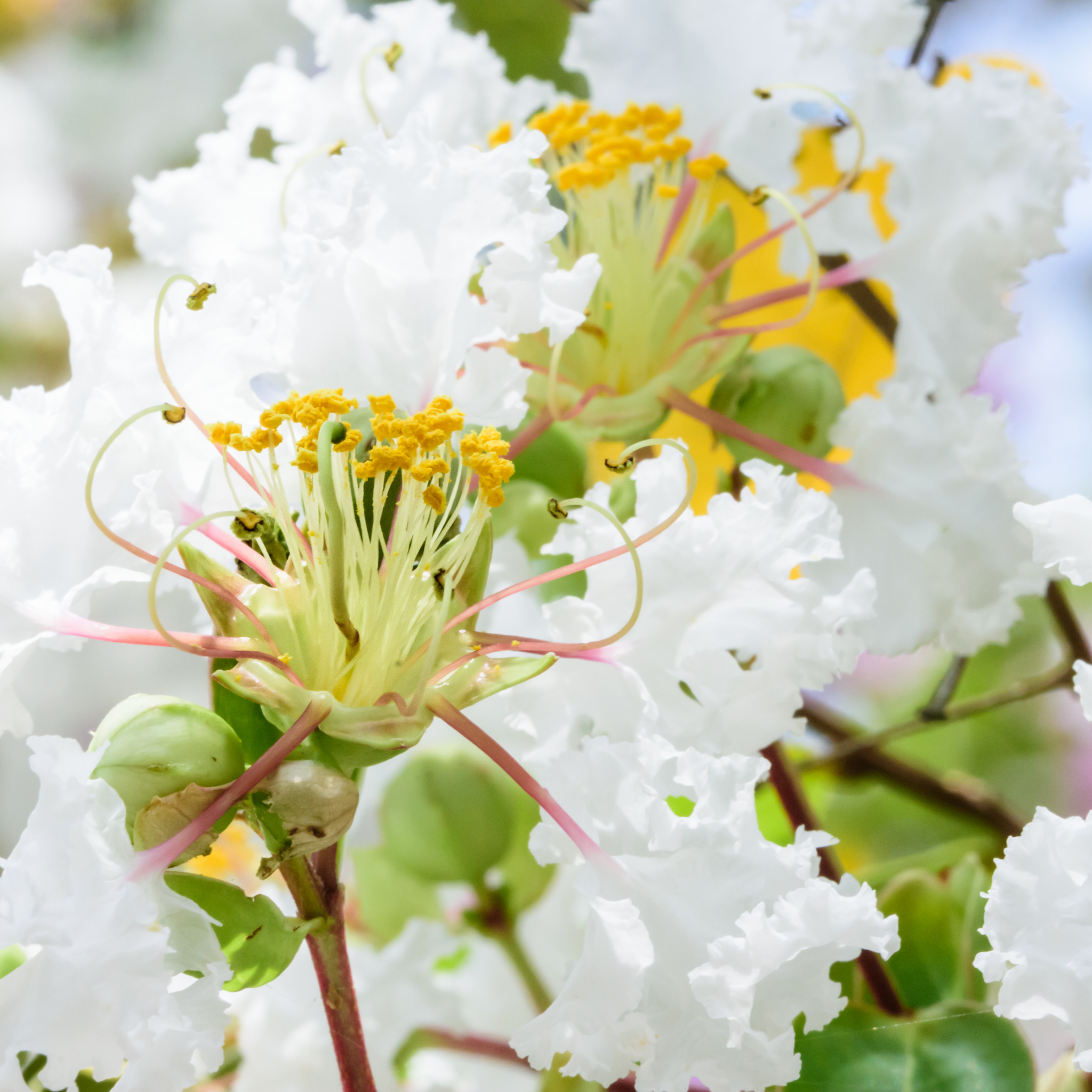 White Crepe Myrtle - Lagerstroemia indica fauriei 'Acoma'