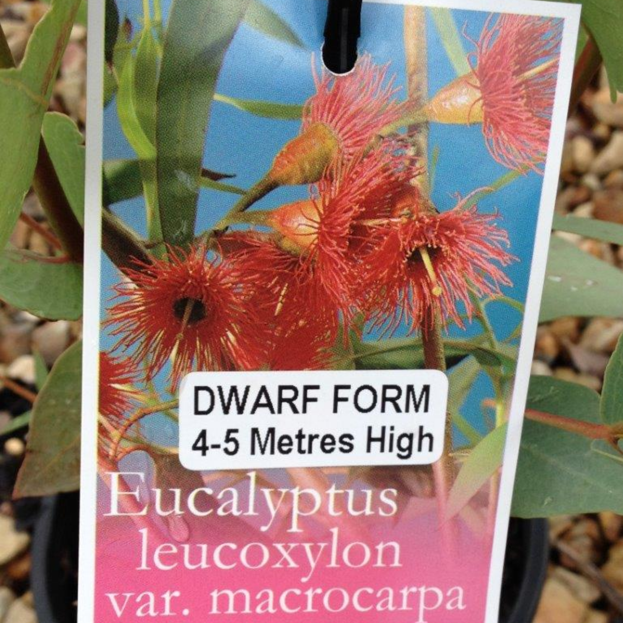 Eucalyptus leucoxylon Rosea Dwarf - Dwarf Pink Flowering Yellow Gum