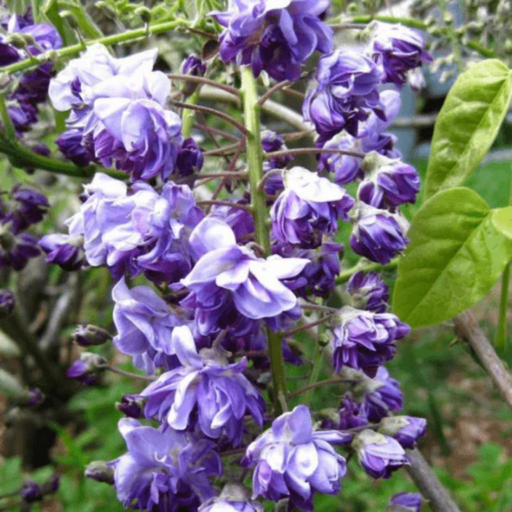 Double Purple Japanese Wisteria - Wisteria floribunda Violacea Plena