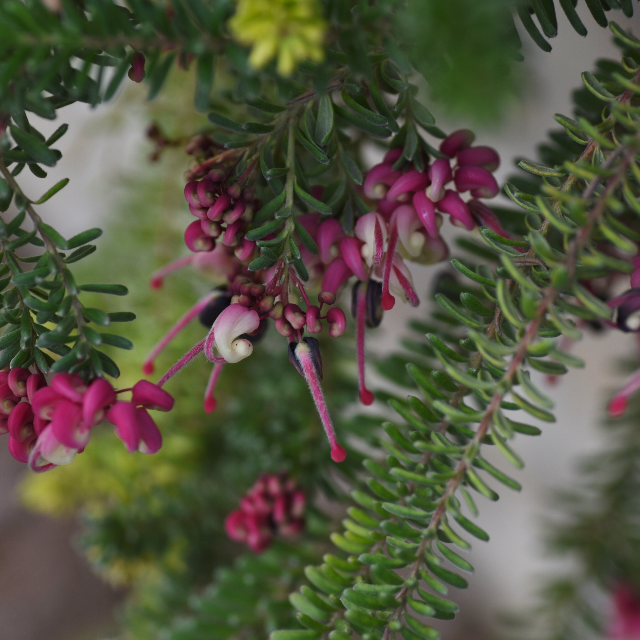 Woolly Grevillea Mount Tamoritha - Grevillea lanigera Mt Tamboritha