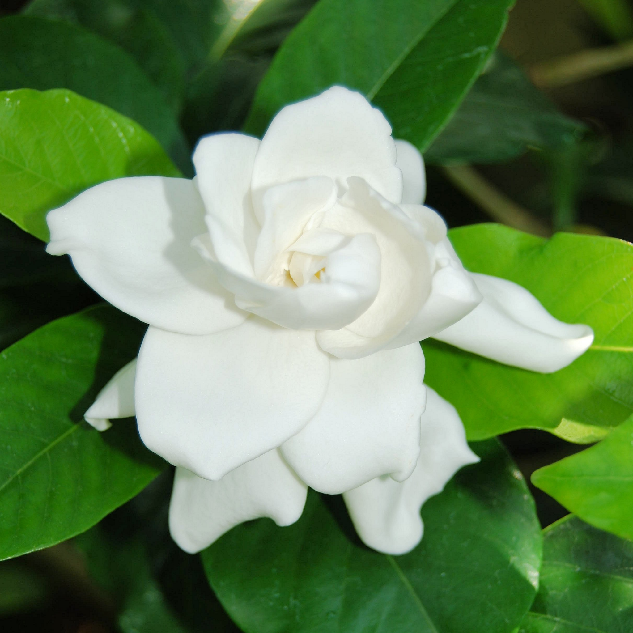 Fragrant Gardenia Florida - Gardenia augusta Florida