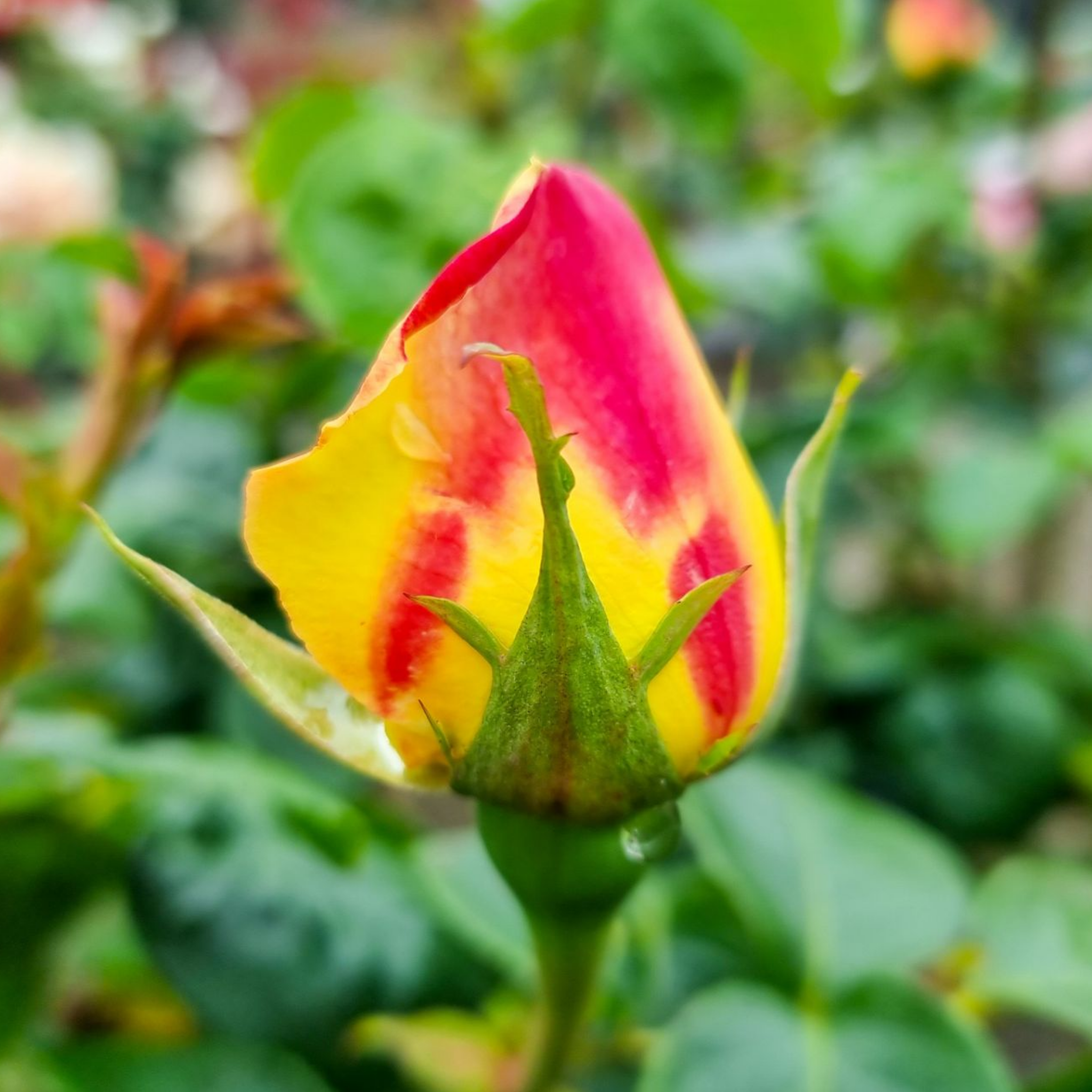 Peace Hybrid Tea Rose - Rosa Peace