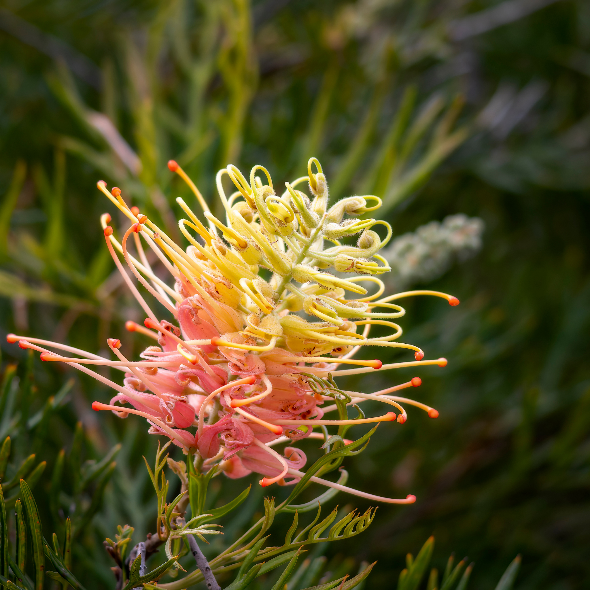 Grevillea hybrida Peaches and Cream