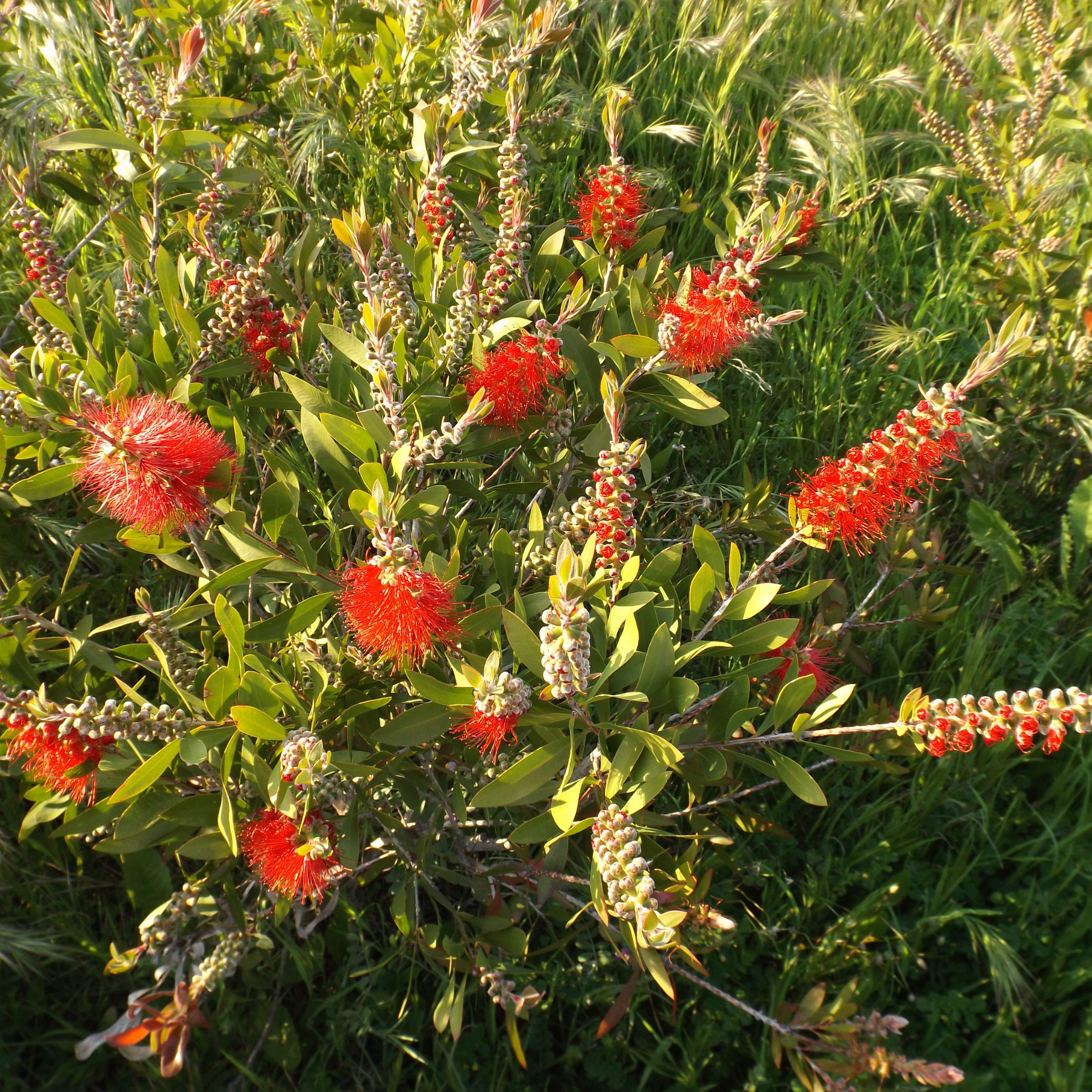 Slim Bottlebrush - Callistemon viminalis 'Slim'