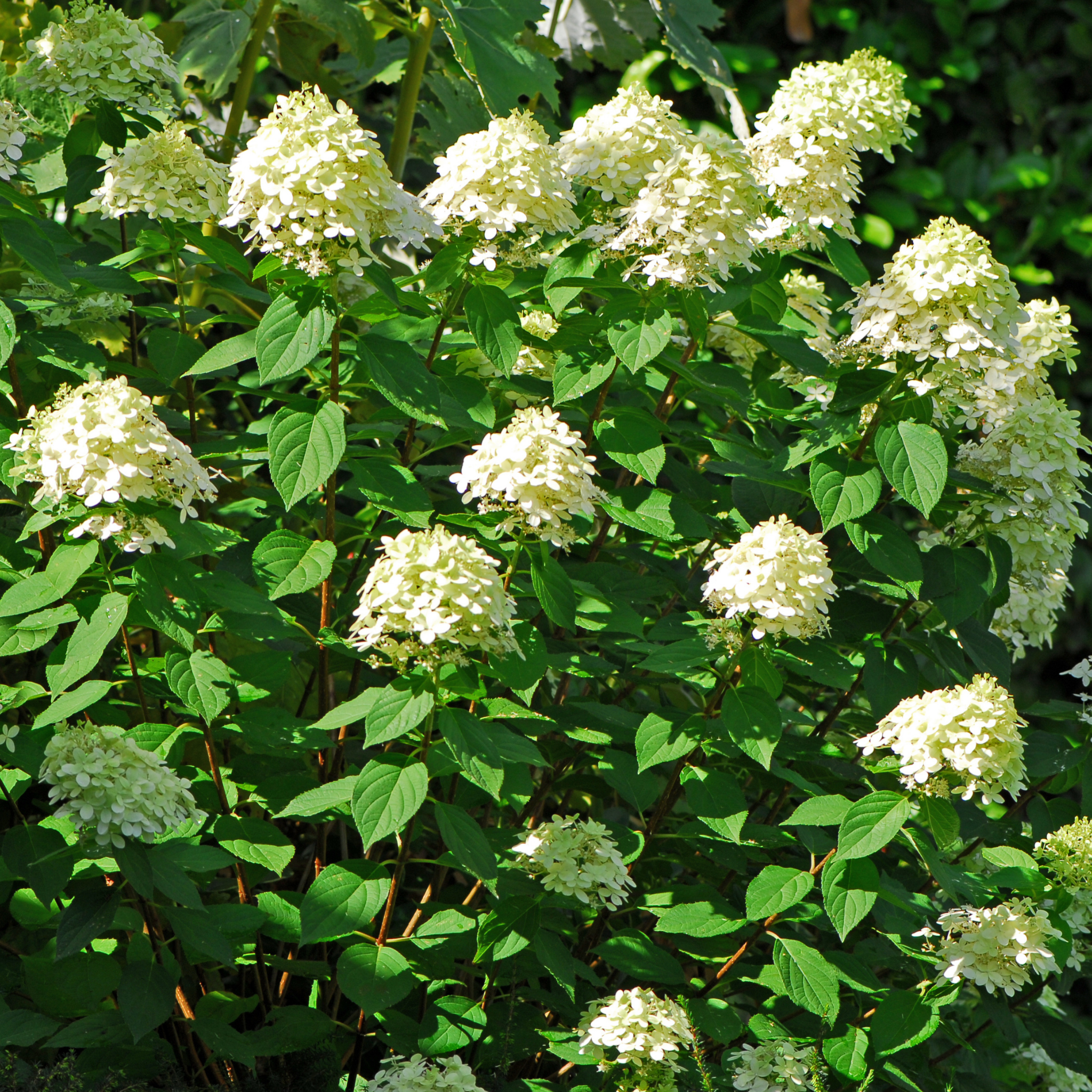 Panicled Hydrangea Candlelight PBR - Hydrangea paniculata Candlelight PBR