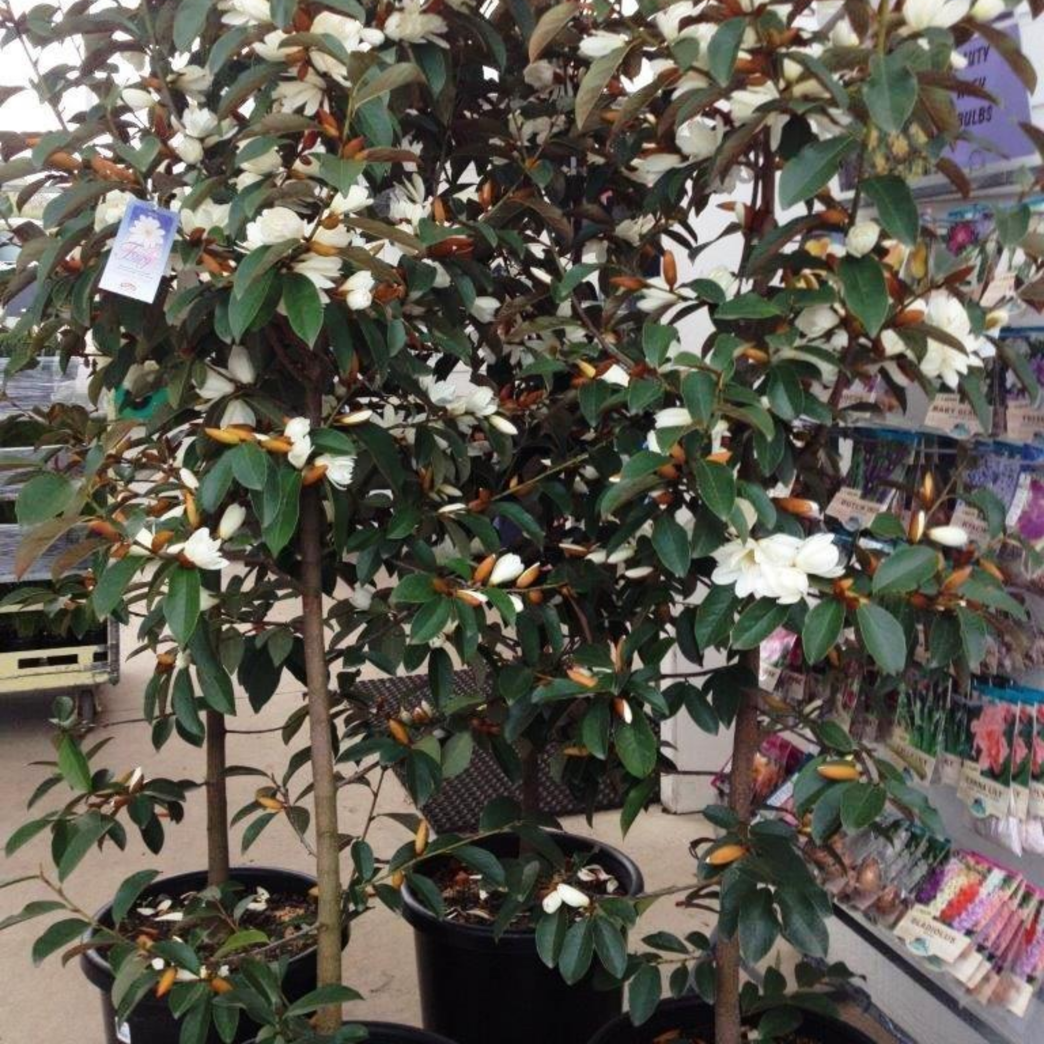 Fairy White Magnolia - Magnolia hybrida Fairy White