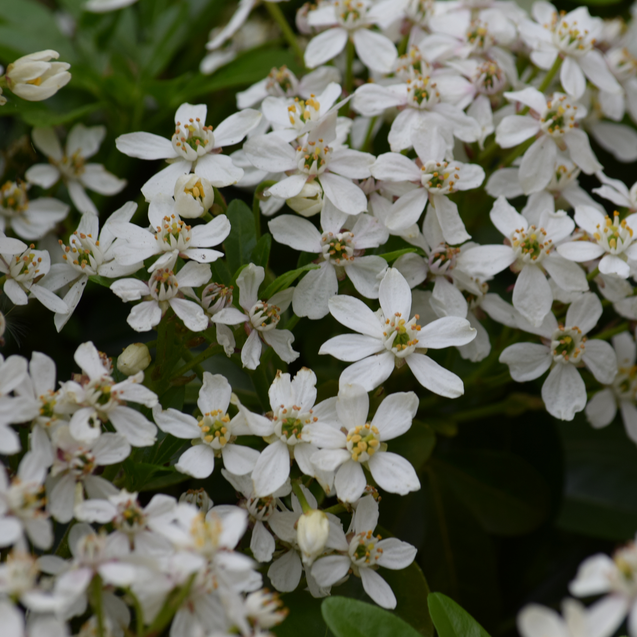 Mexican Orange Blossom - Choisya ternata