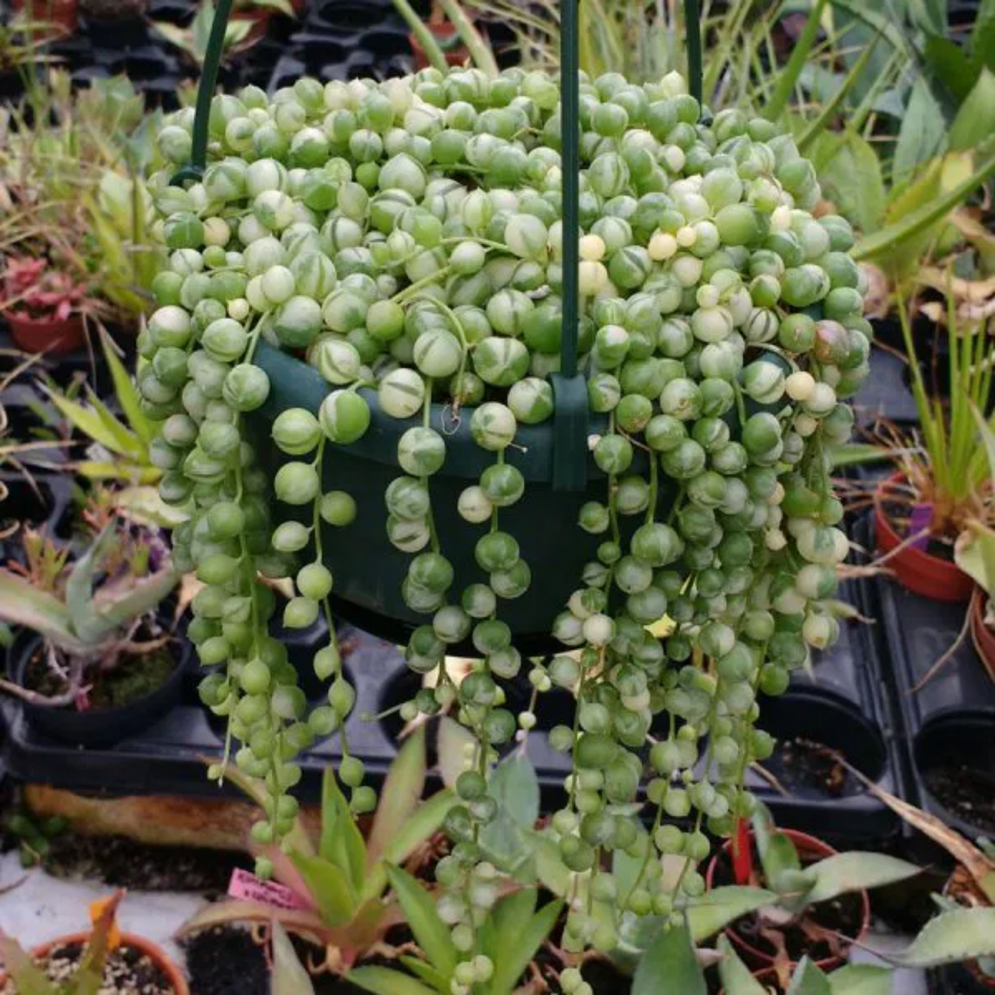 Variegated String of Pearls - Senecio rowleyanus Variegata