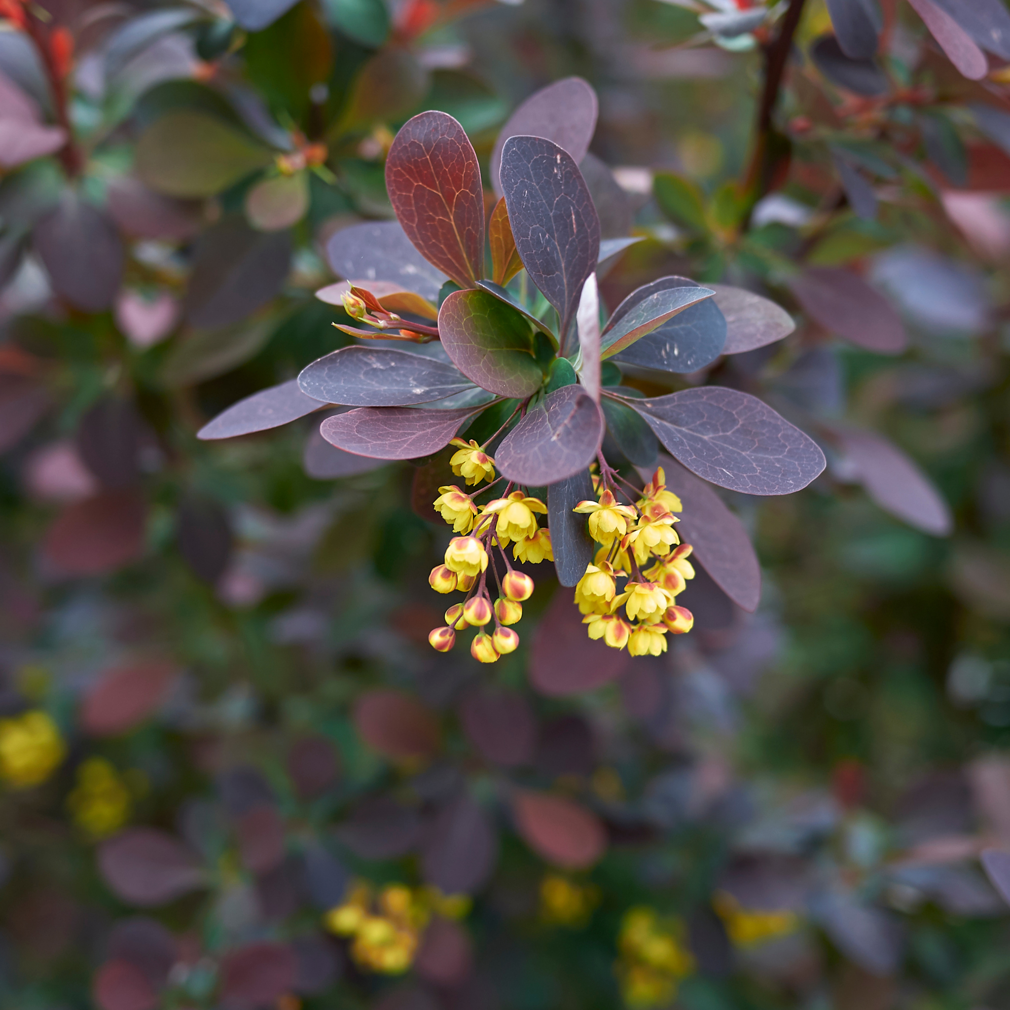 Purple Japanese Barberry - Berberis thunbergii atropurpurea