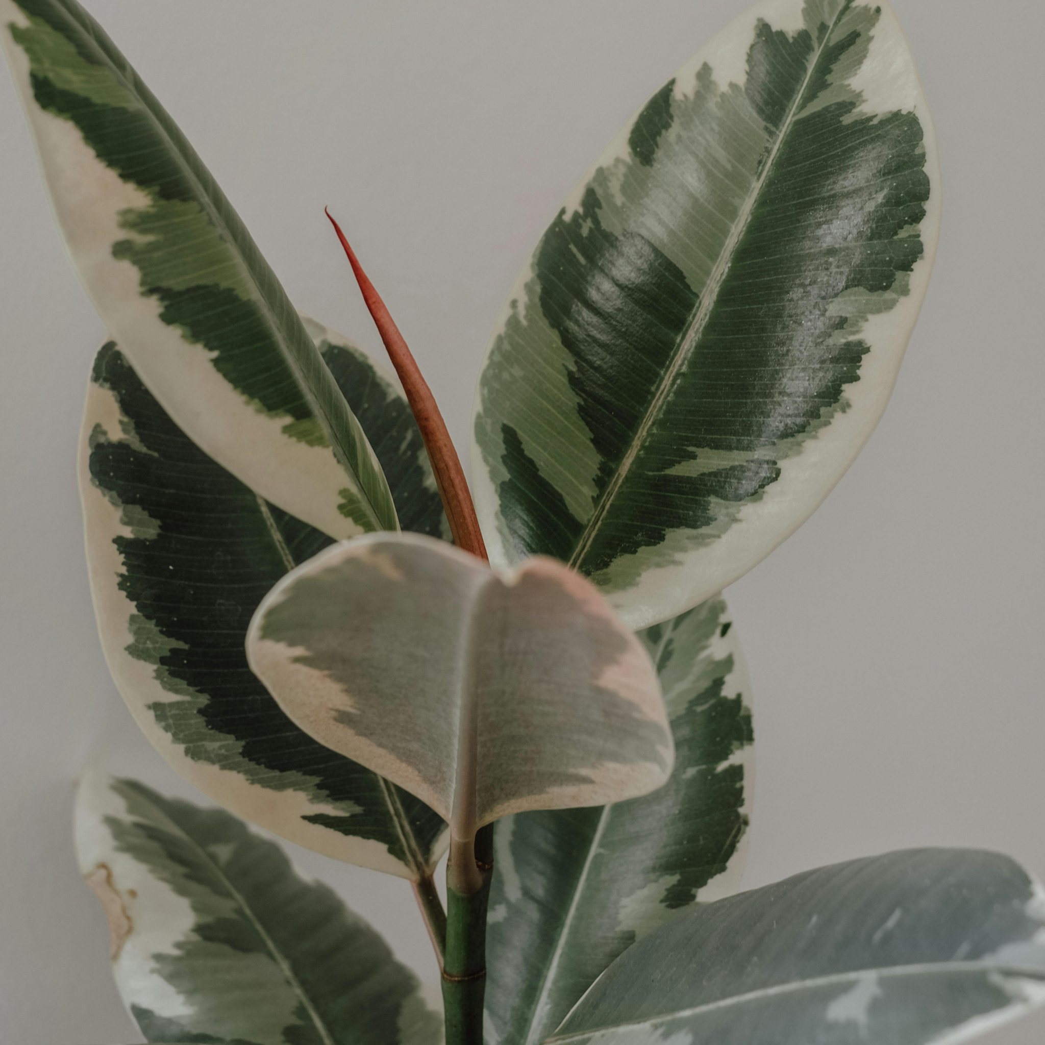 Tineke Rubber Tree Plant - Ficus elastica Tineke