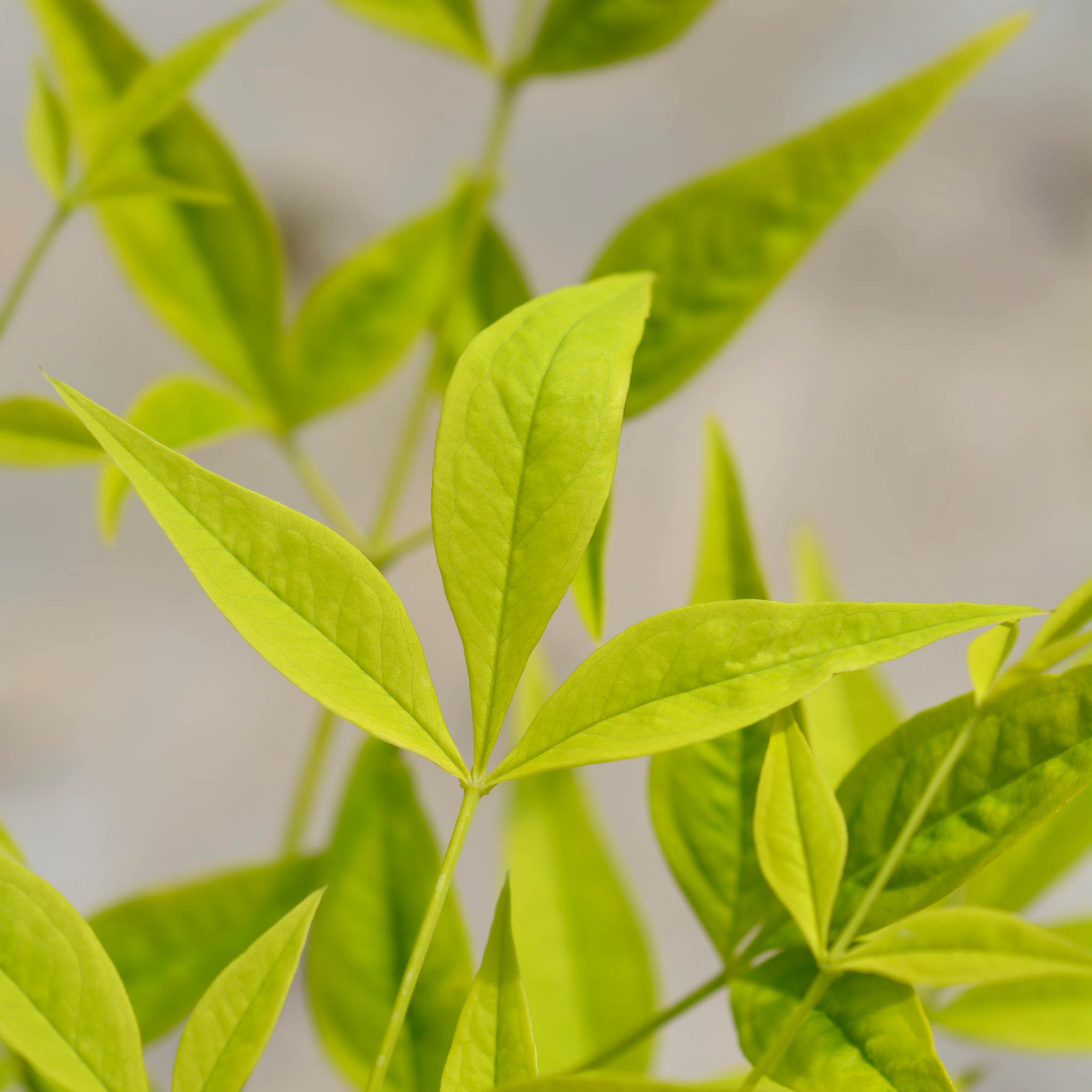Close-up of green leaves with a blurred background