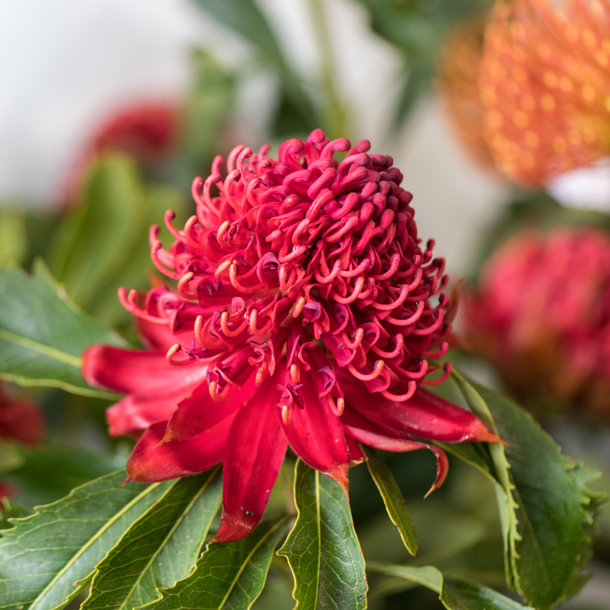 Waratah 'Shady Lady Crimson' - Telopea speciosissima oreades Shady Lady Crimson