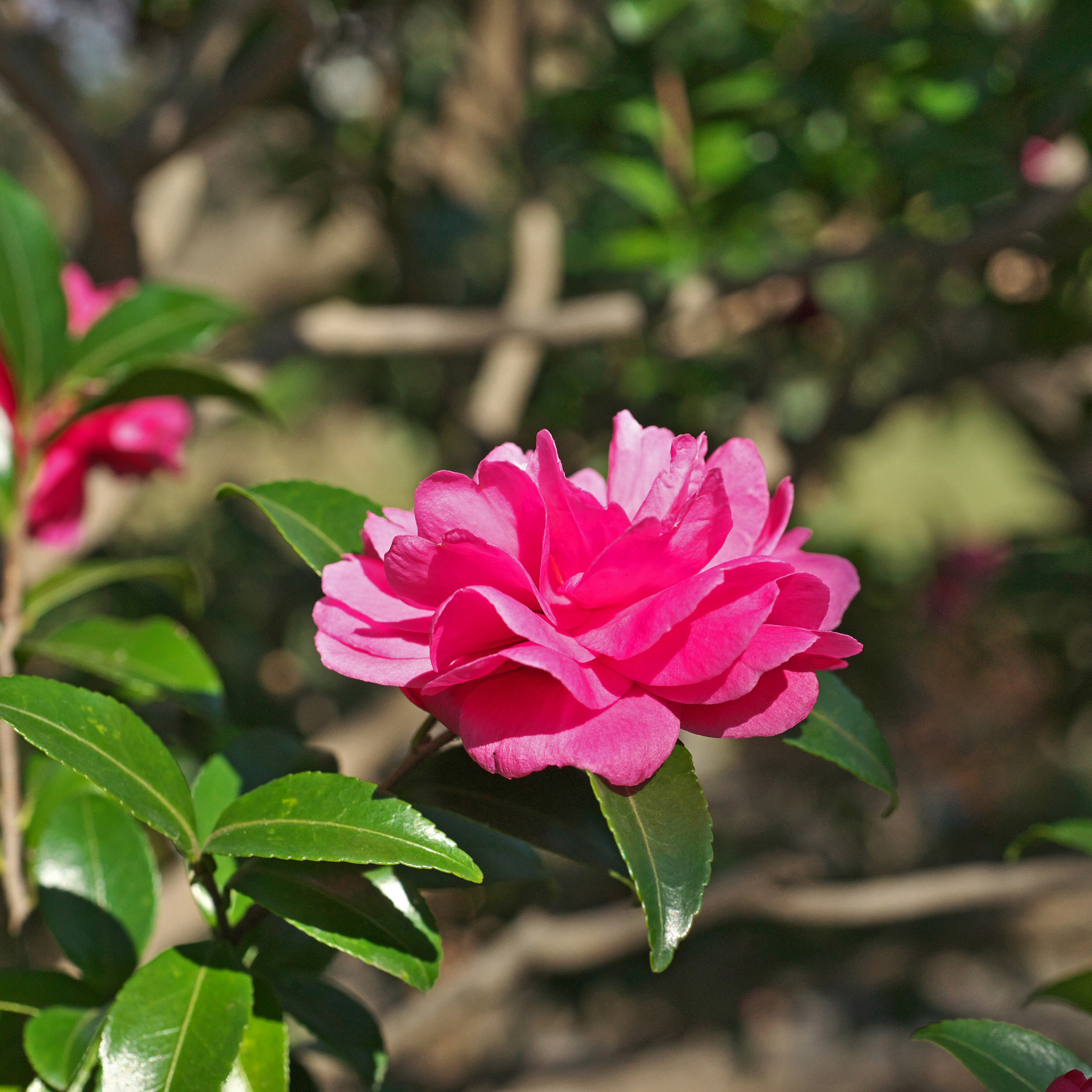Camellia With Love - Camellia sasanqua 'With Love'