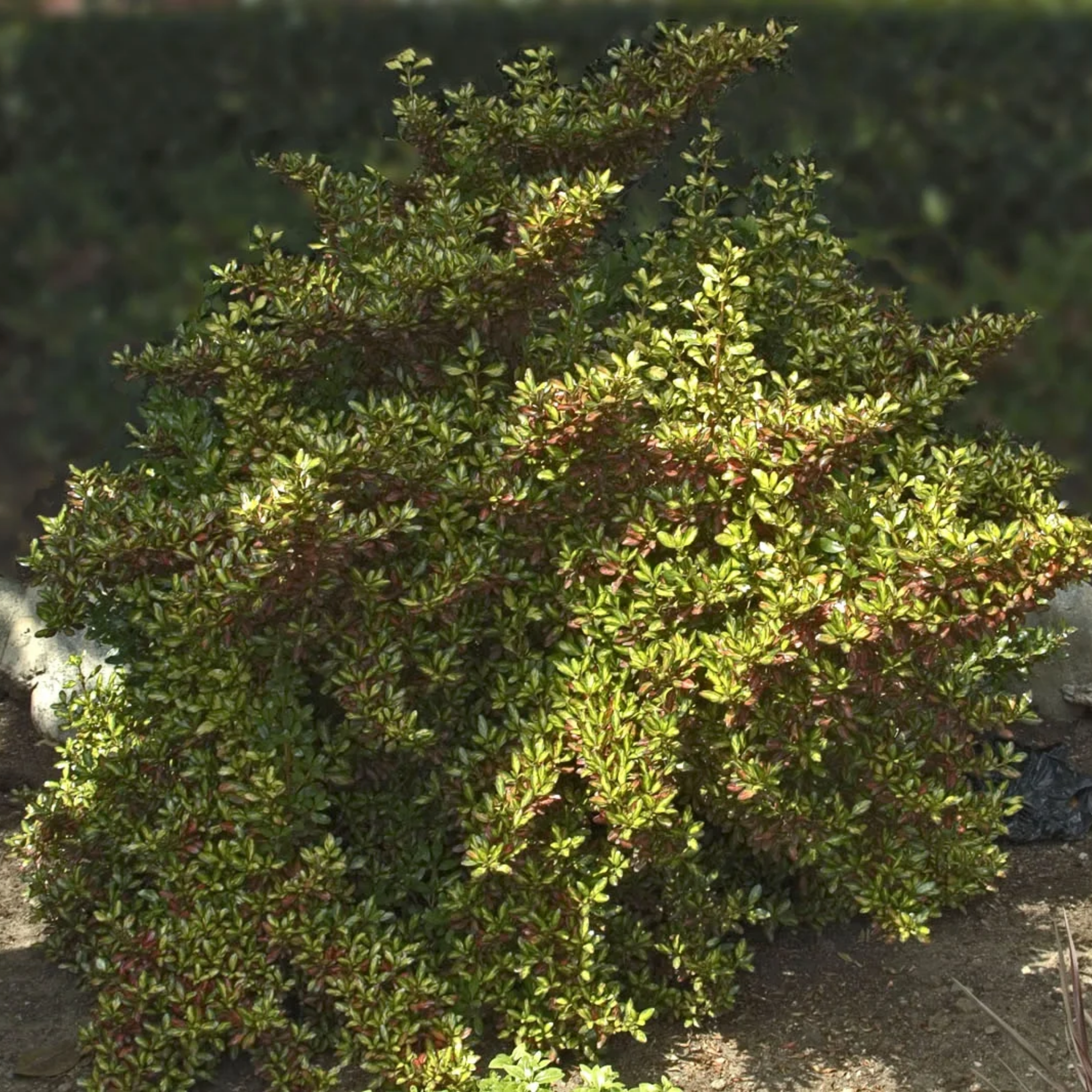 Mirror Bush Evening Glow - Coprosma repens 'Evening Glow'