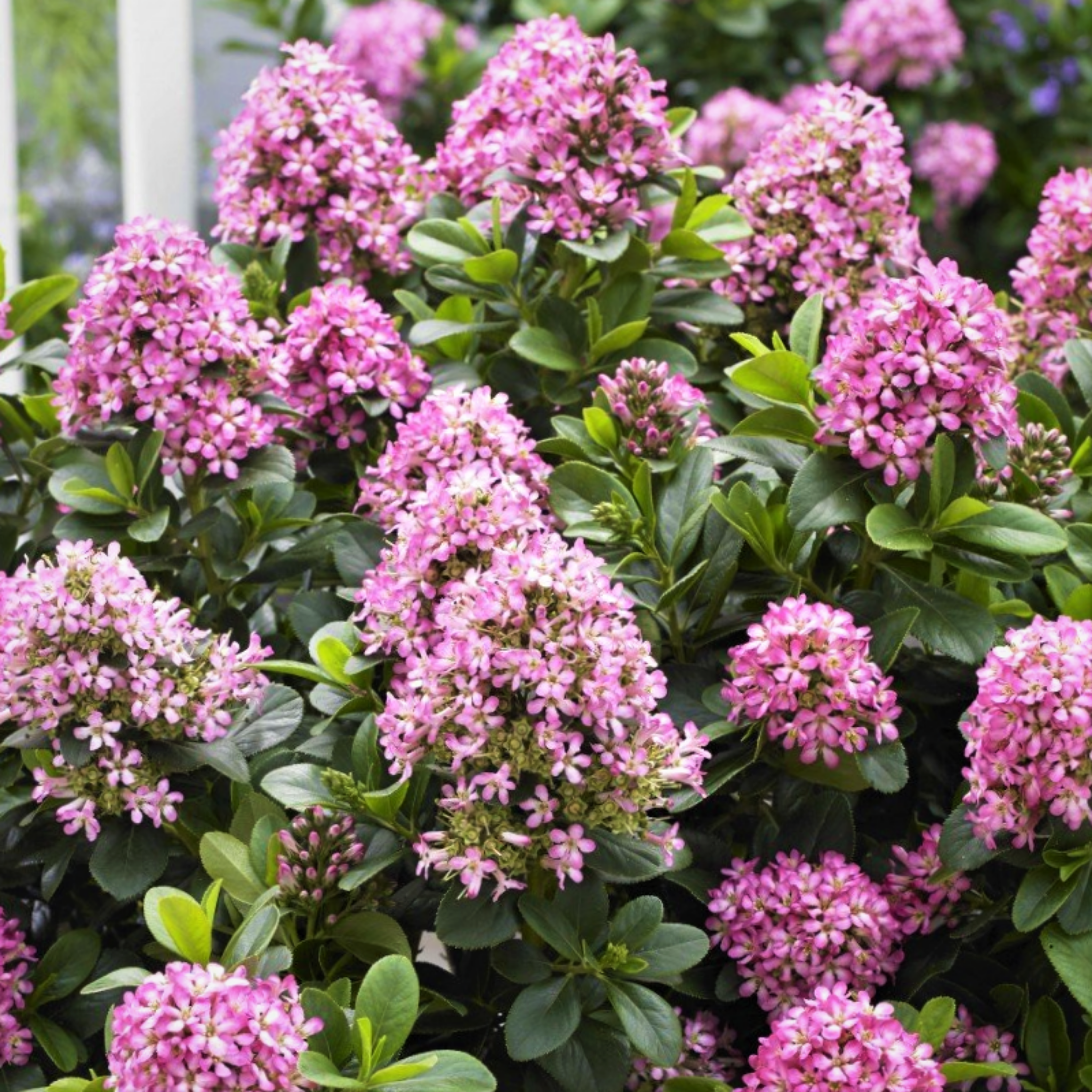 Escallonia laevis 'Pink Elle' PBR