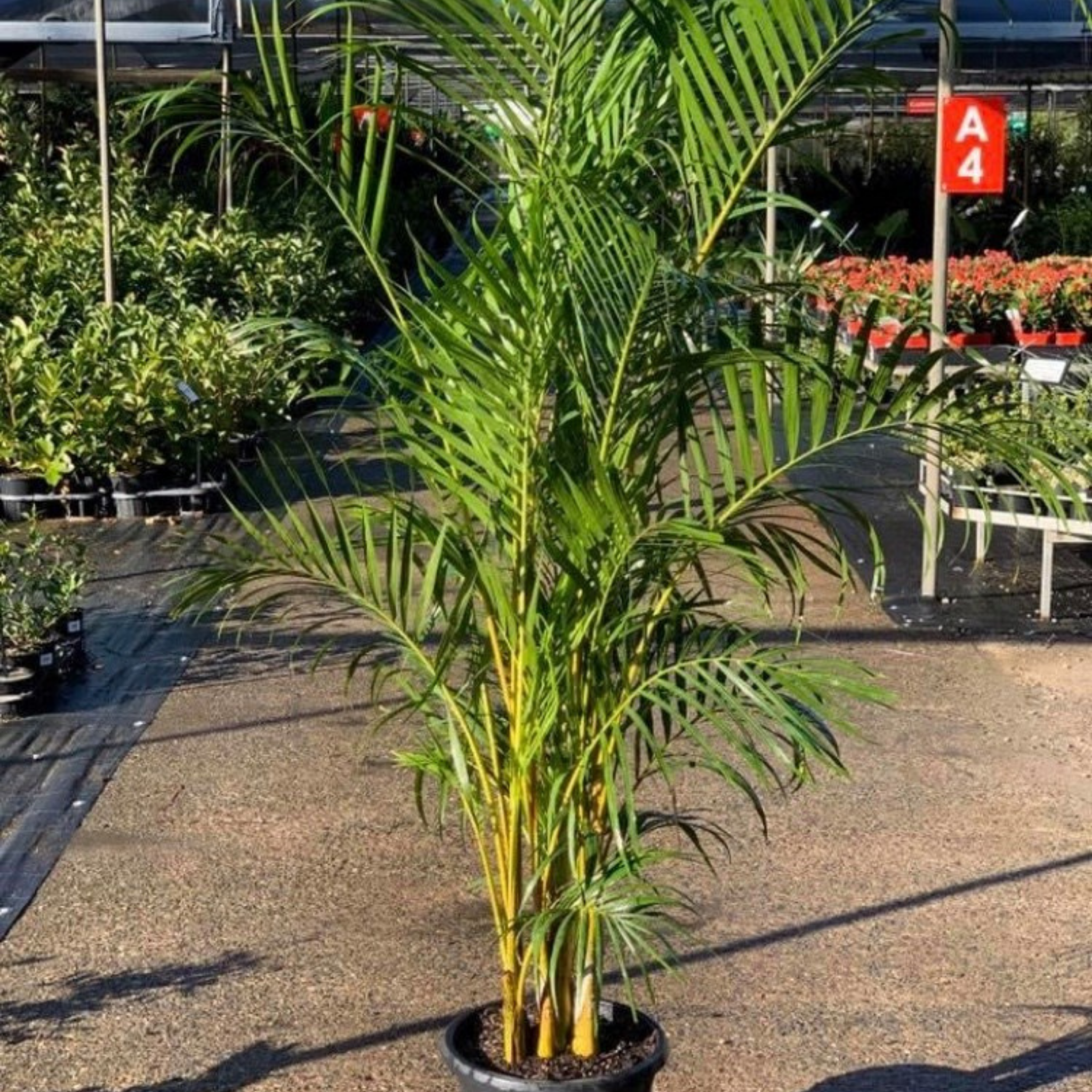 Areca Golden Cane Palm - Dypsis lutescens