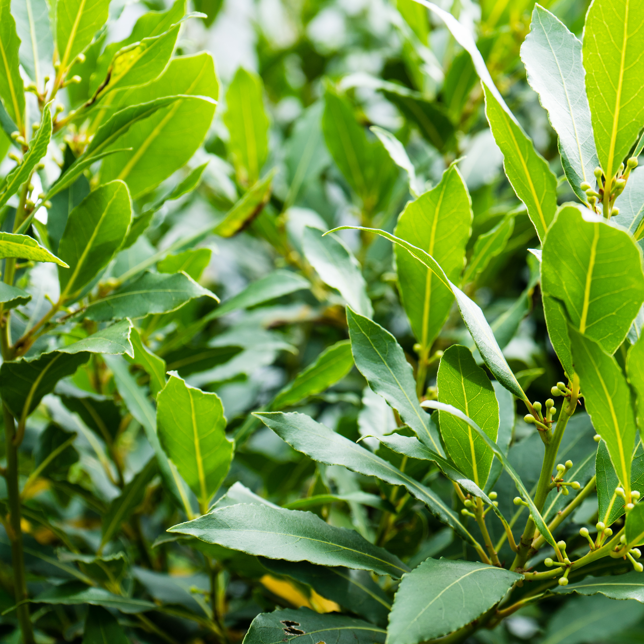 Bay Laurel 'Miles Choice' - Laurus nobilis Miles Choice