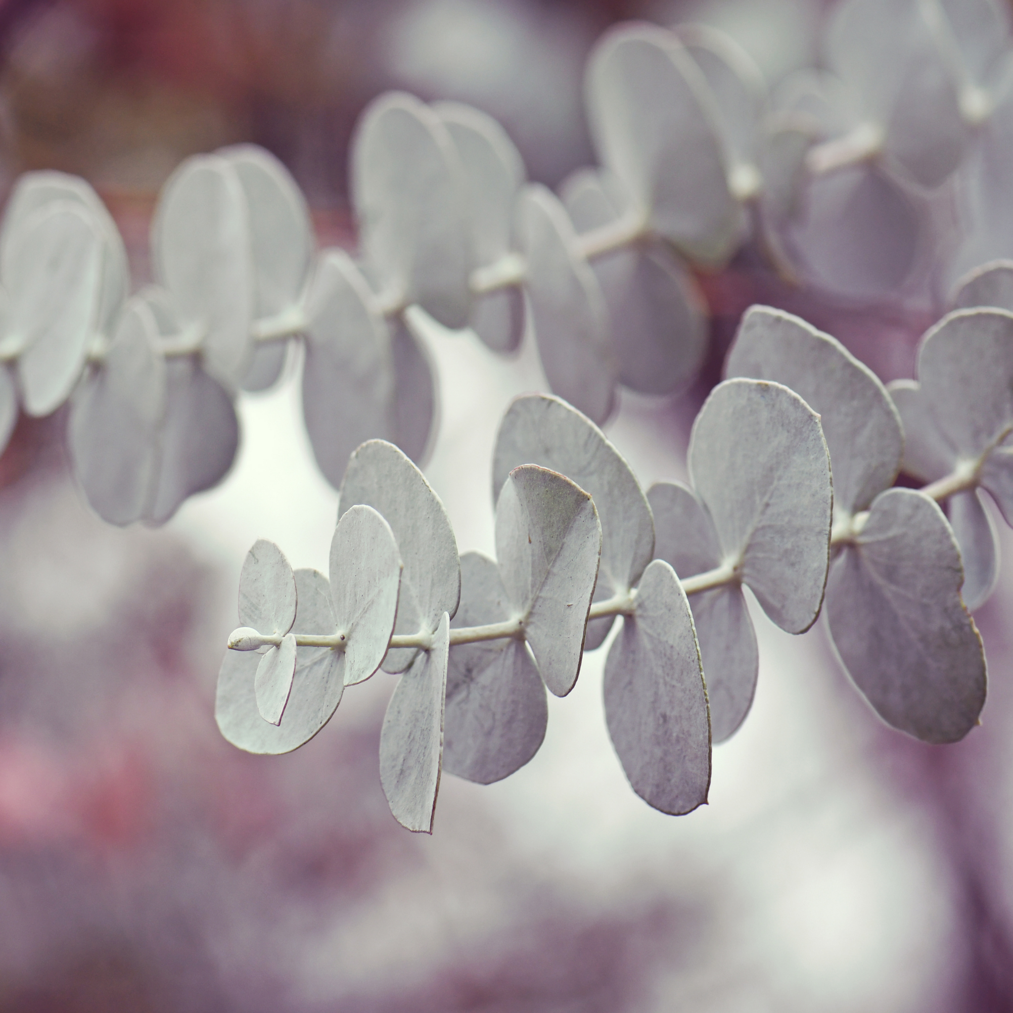 Silver Leaved Mountain Gum - Eucalyptus pulverulenta