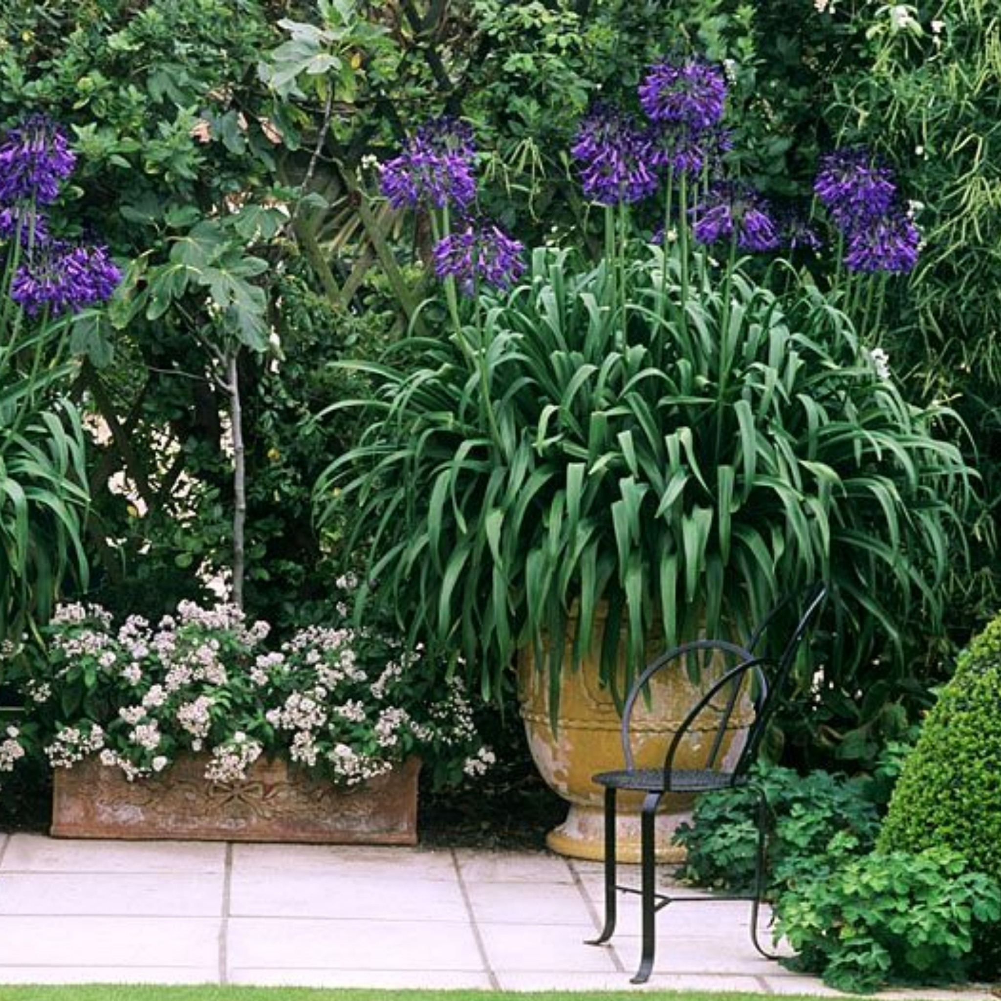 Agapanthus hybrida Purple Cloud - Giant Lily of the Nile, African Lily