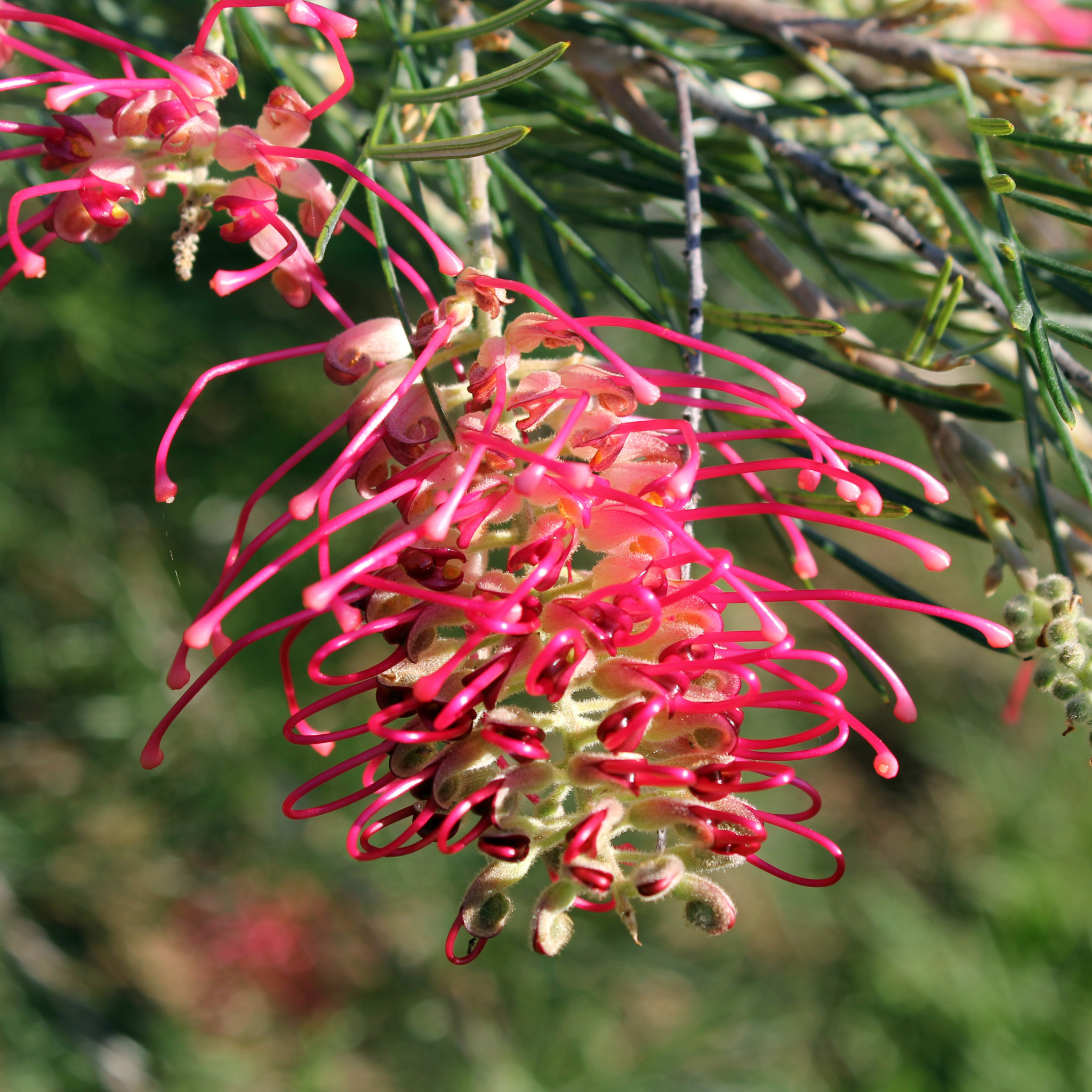 Grevillea 'Robyn Gordon' - Grevillea banksii bipinnatifida Robyn Gordon