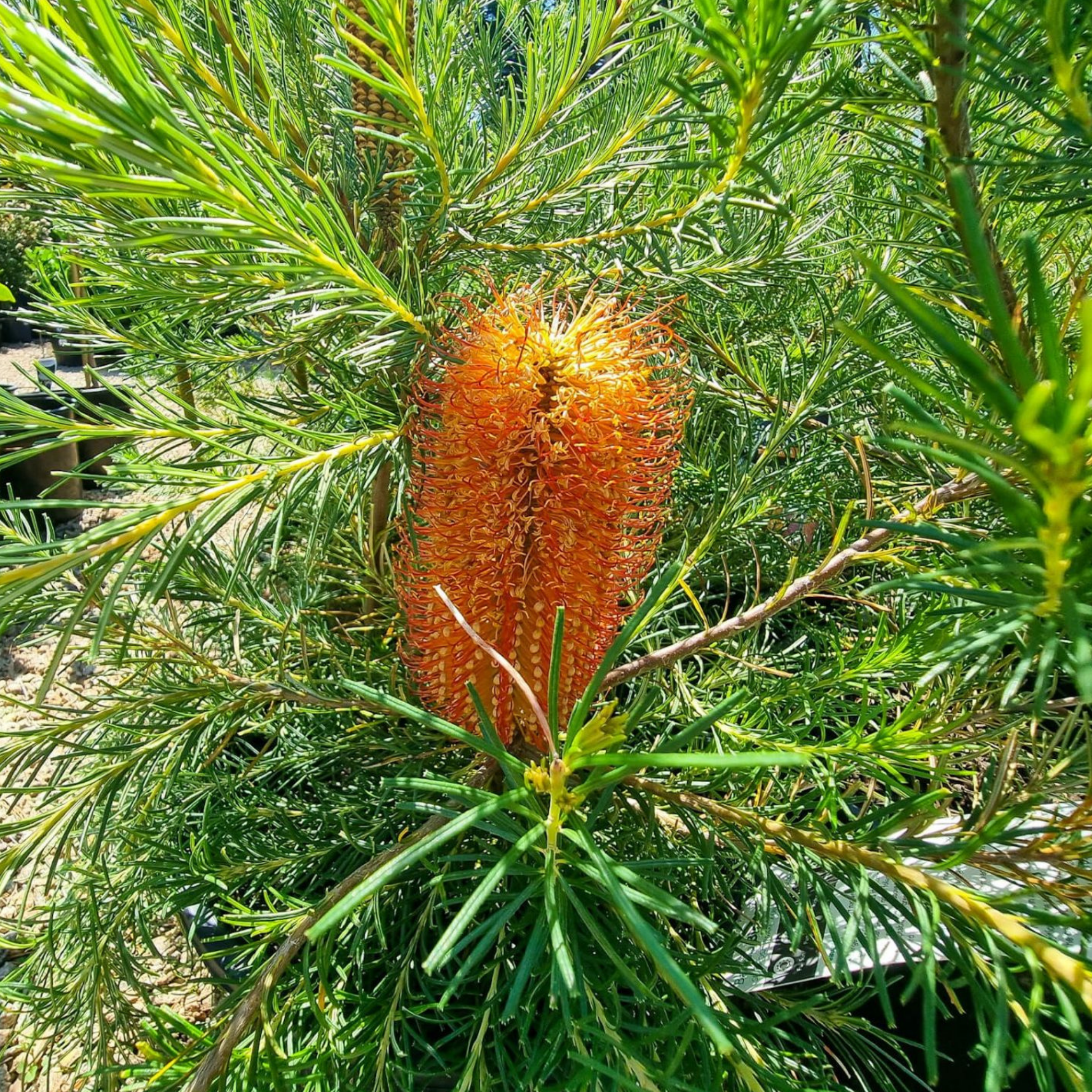 Close-up of a banksia plant with green leaves and orange flower cone.
