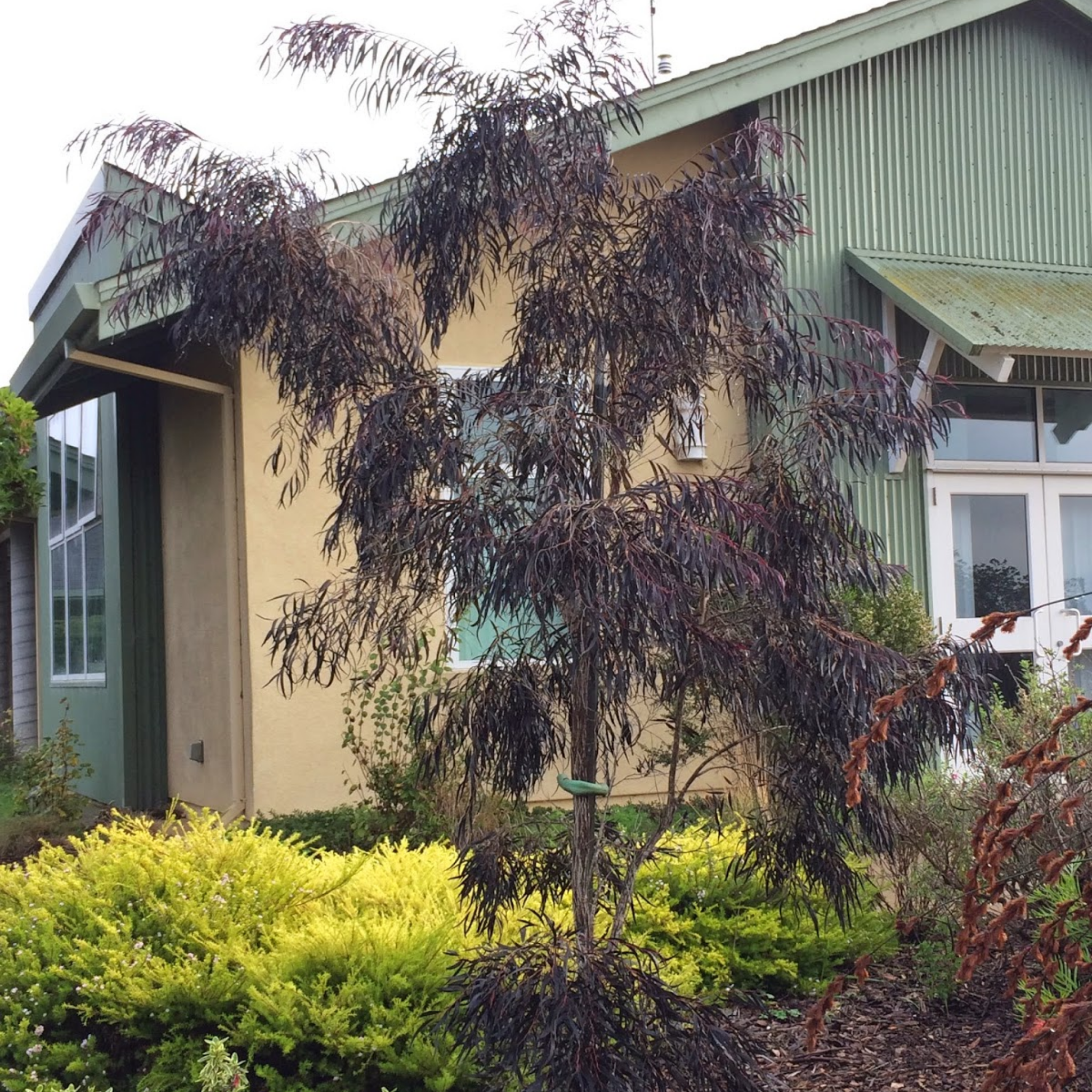 Black Willow Myrtle 'After Dark' - Agonis flexuosa After Dark