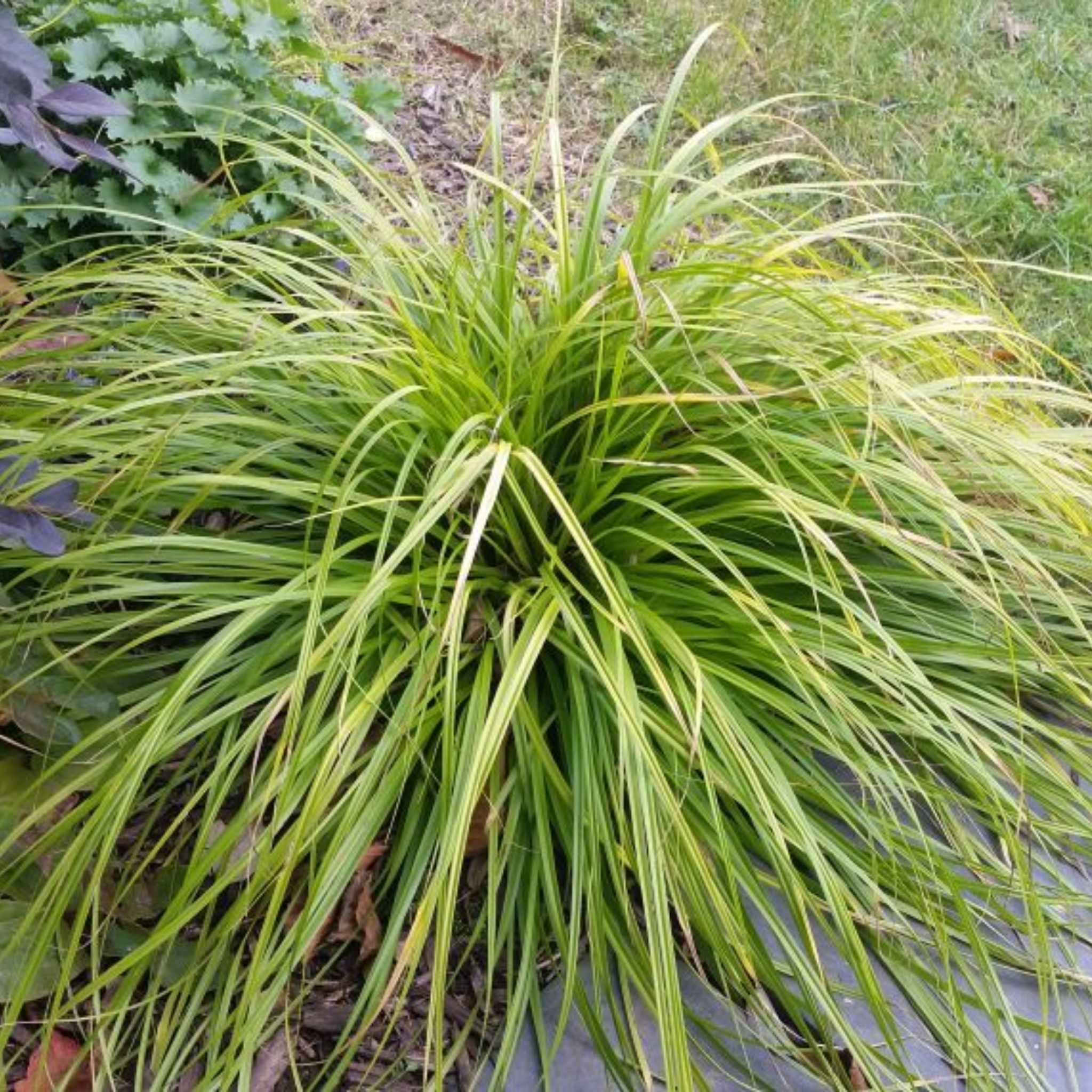 Green grass plant in a garden setting