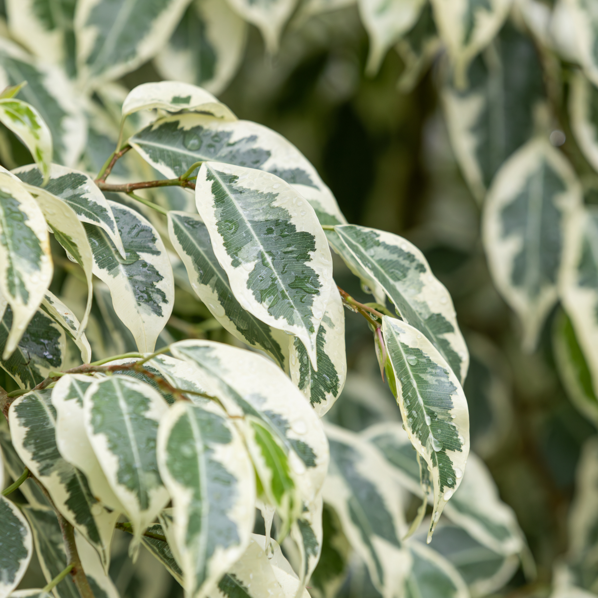 Variegated Weeping Fig - Ficus benjamina Variegata
