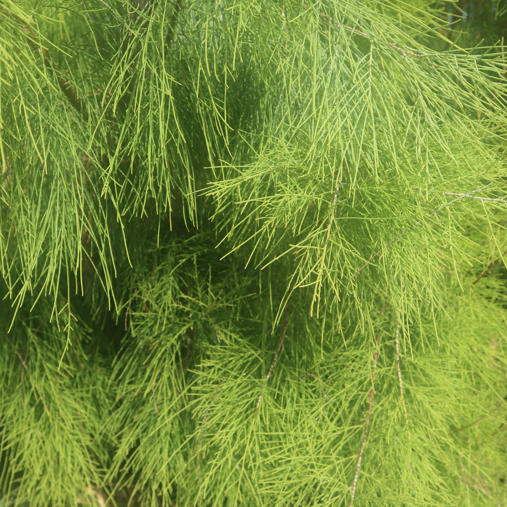 Groundcover Sheoak Green Wave - Casuarina glauca 'Green Wave'