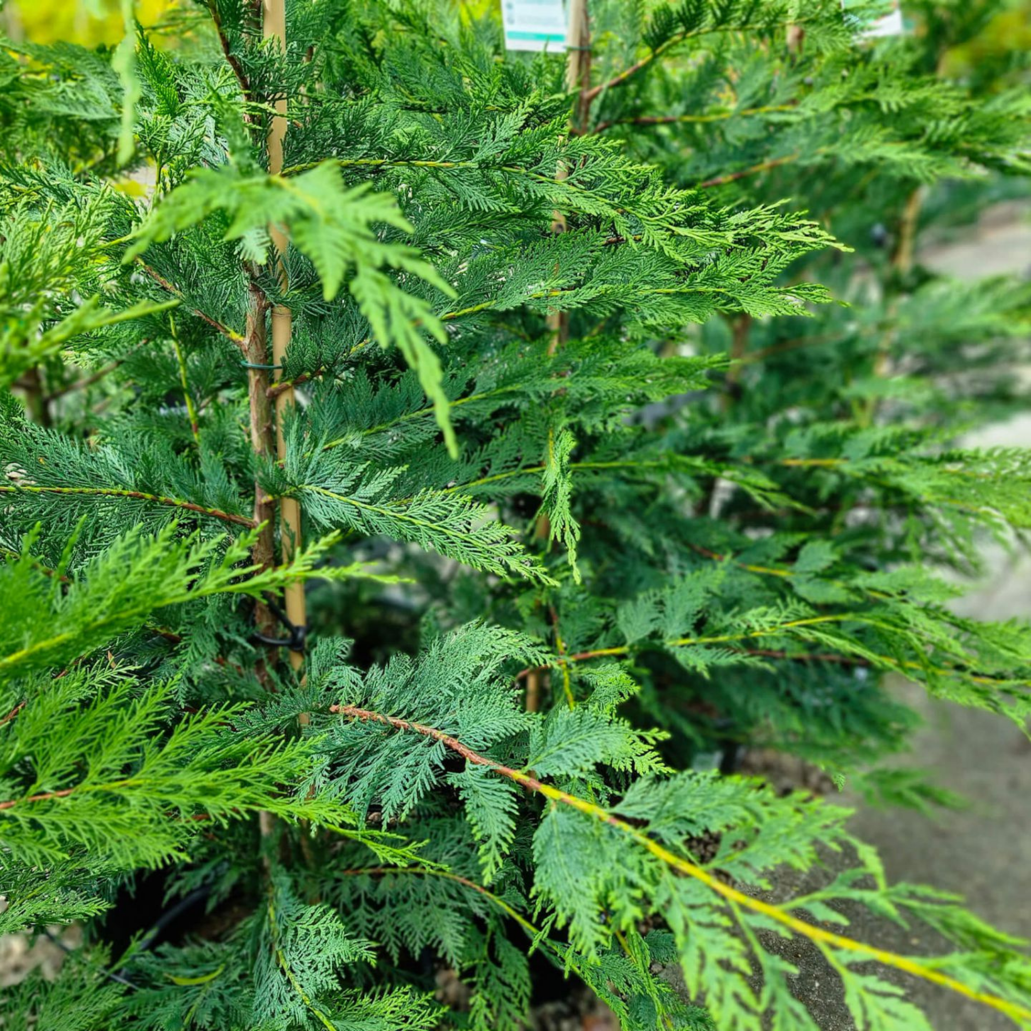 Close-up of a green shrub with a blurred background