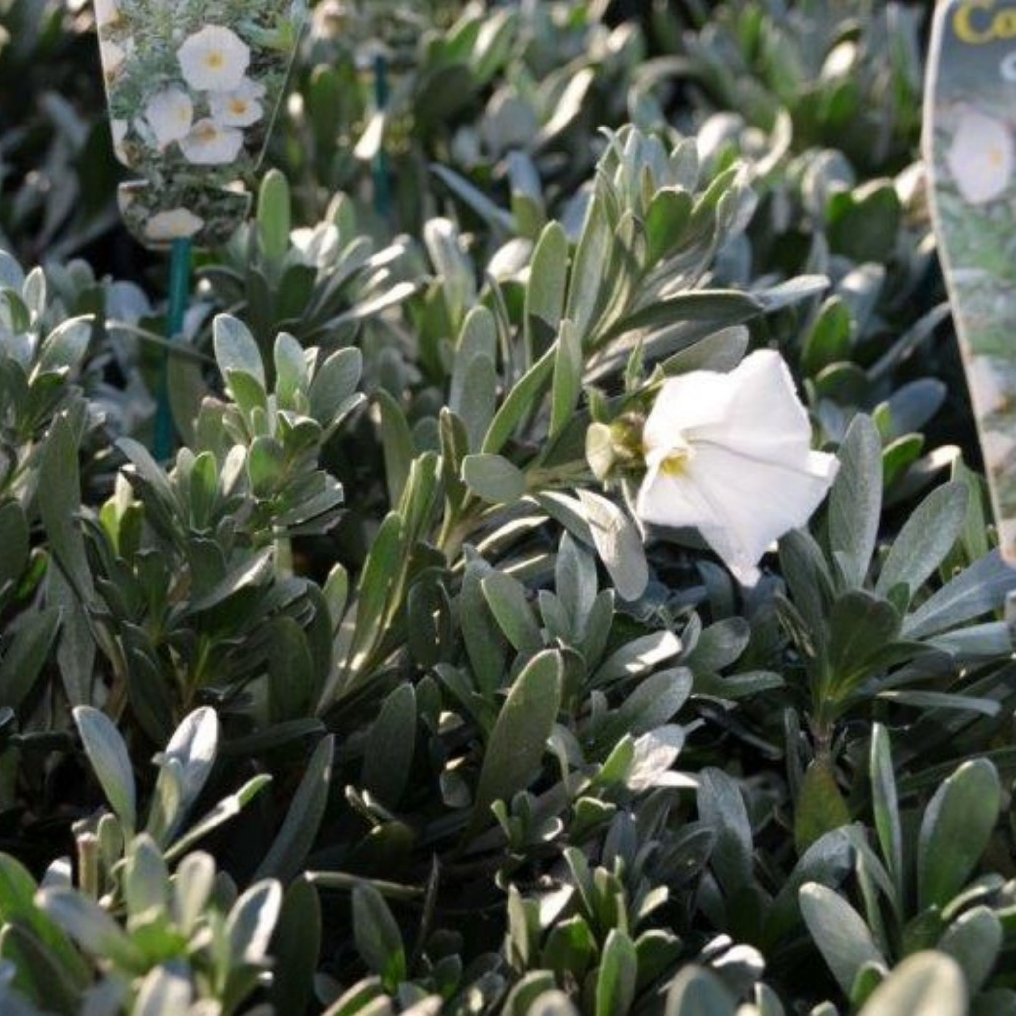 Silver Bush - Convolvulus cneorum