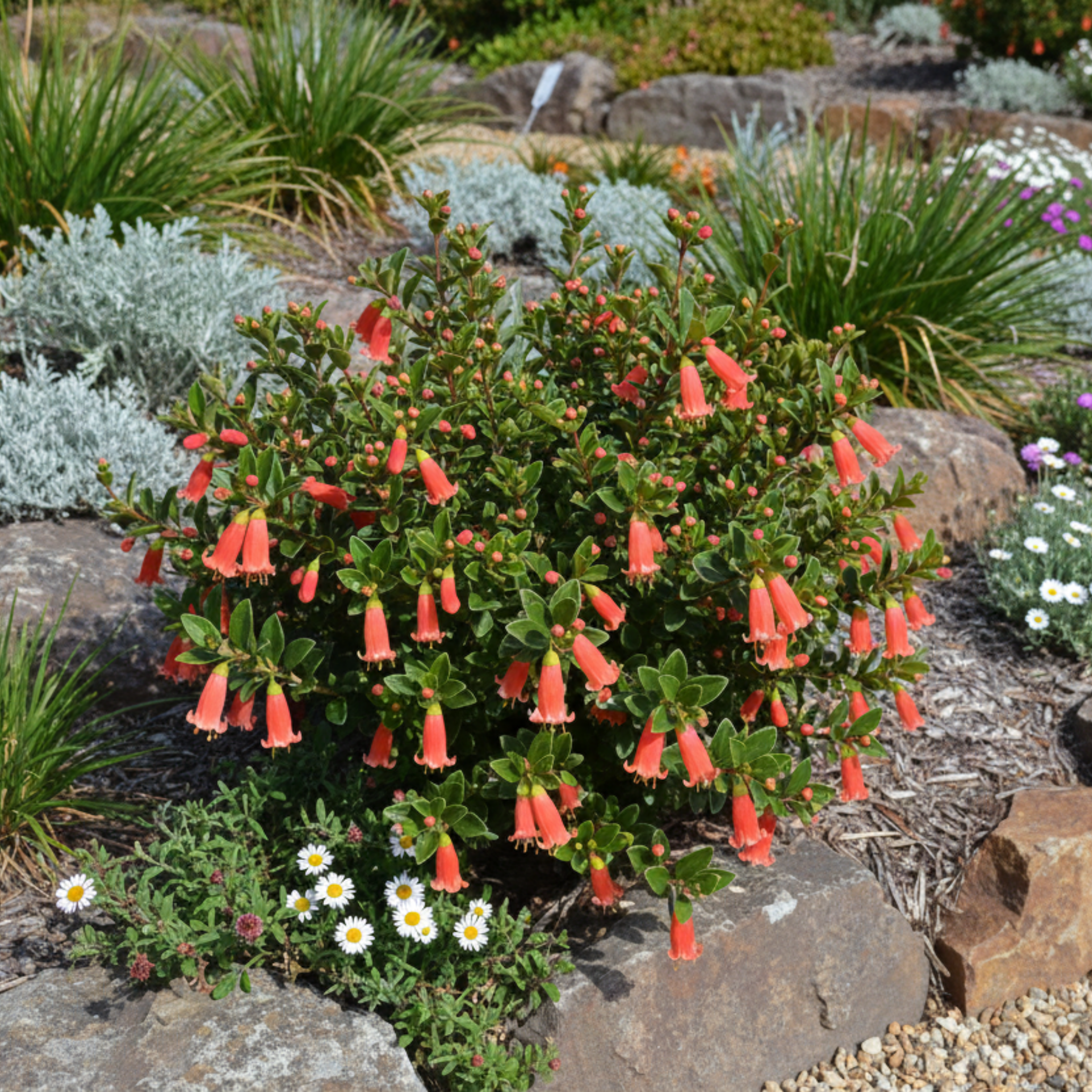 Orange Glow Native Fuchsia - Correa pulchella 'Orange Glow'