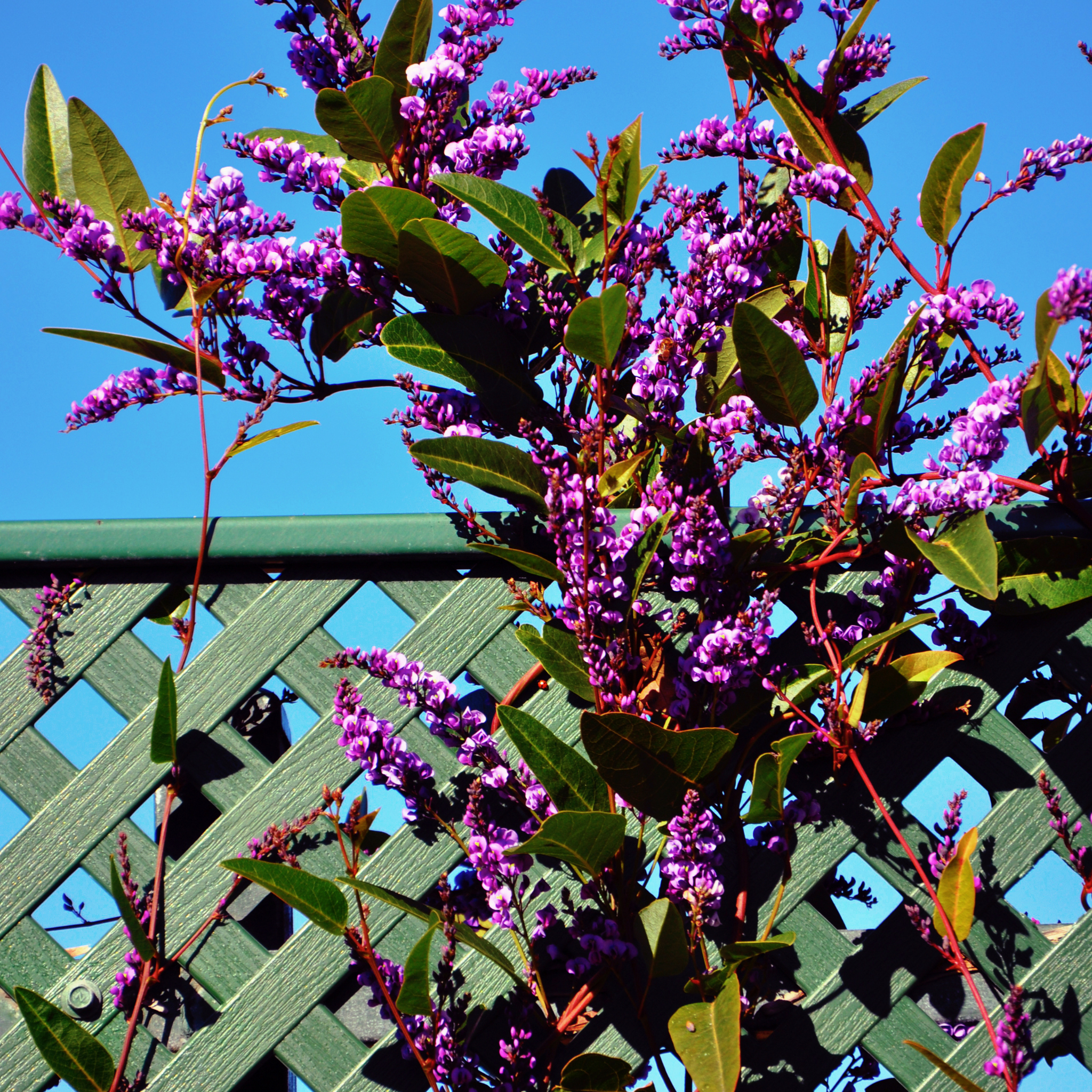 Happy Wanderer Purple Coral Pea - Hardenbergia violacea Meema