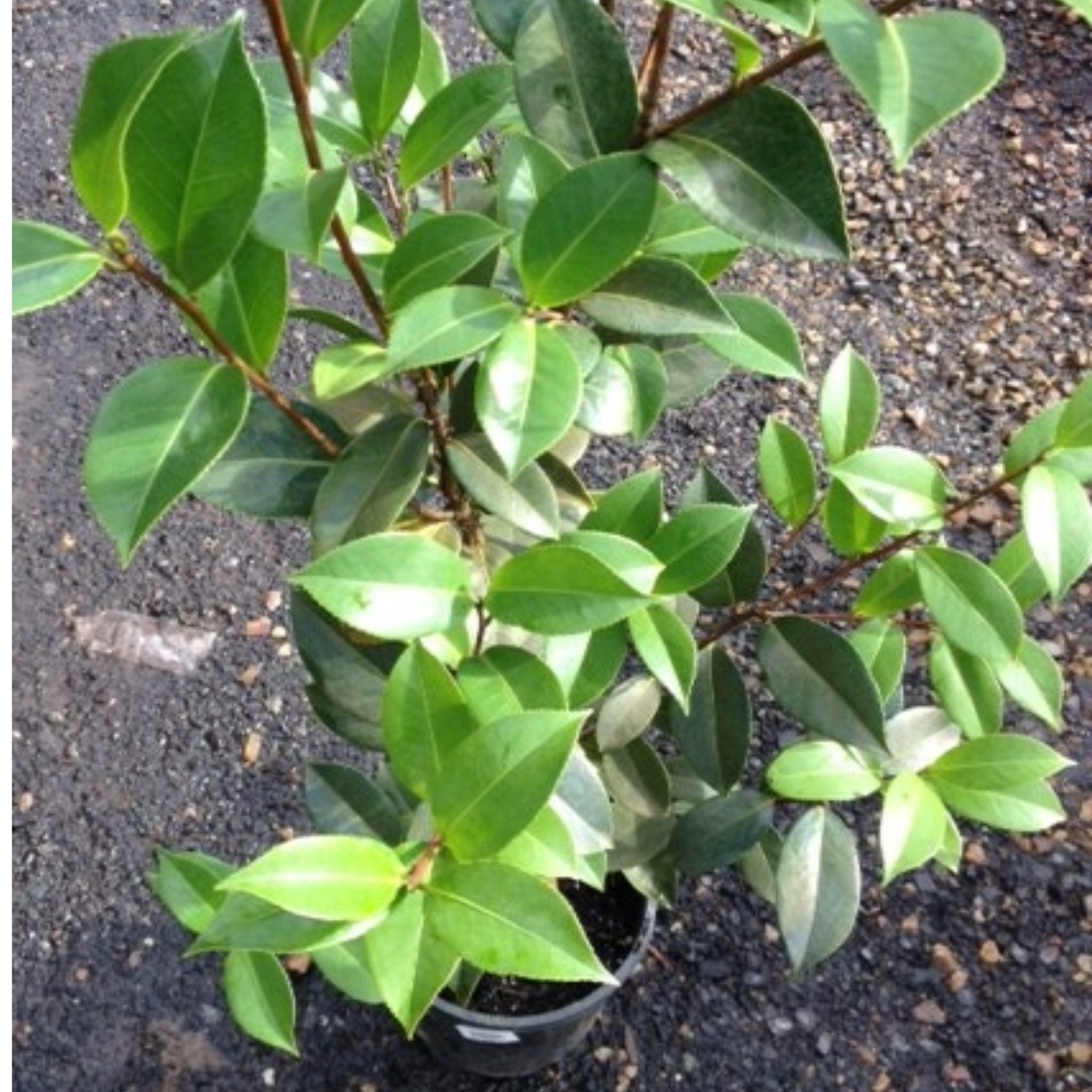 Camellia hybrida E G Waterhouse