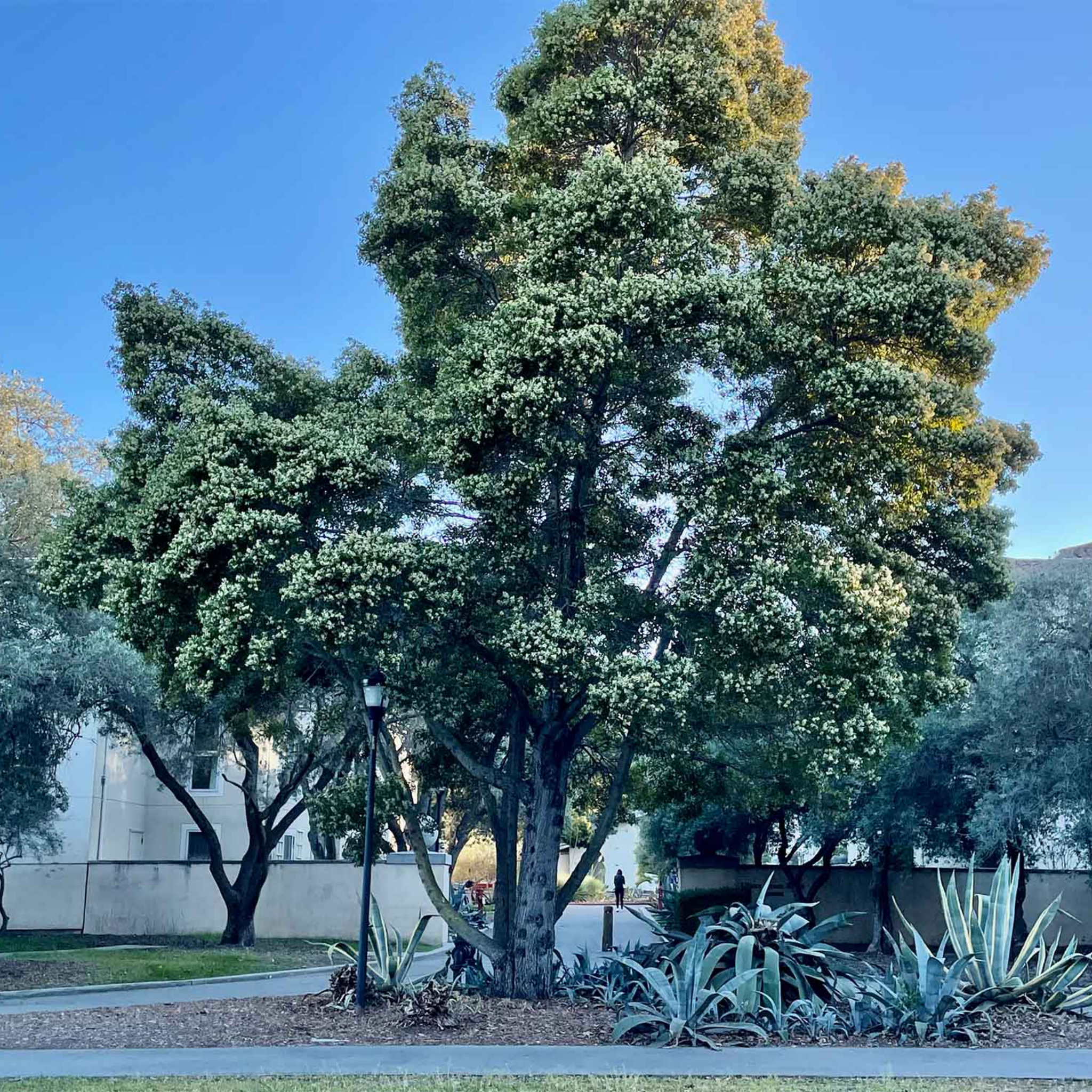 Large tree with green foliage in a park-like setting with a clear blue sky.
