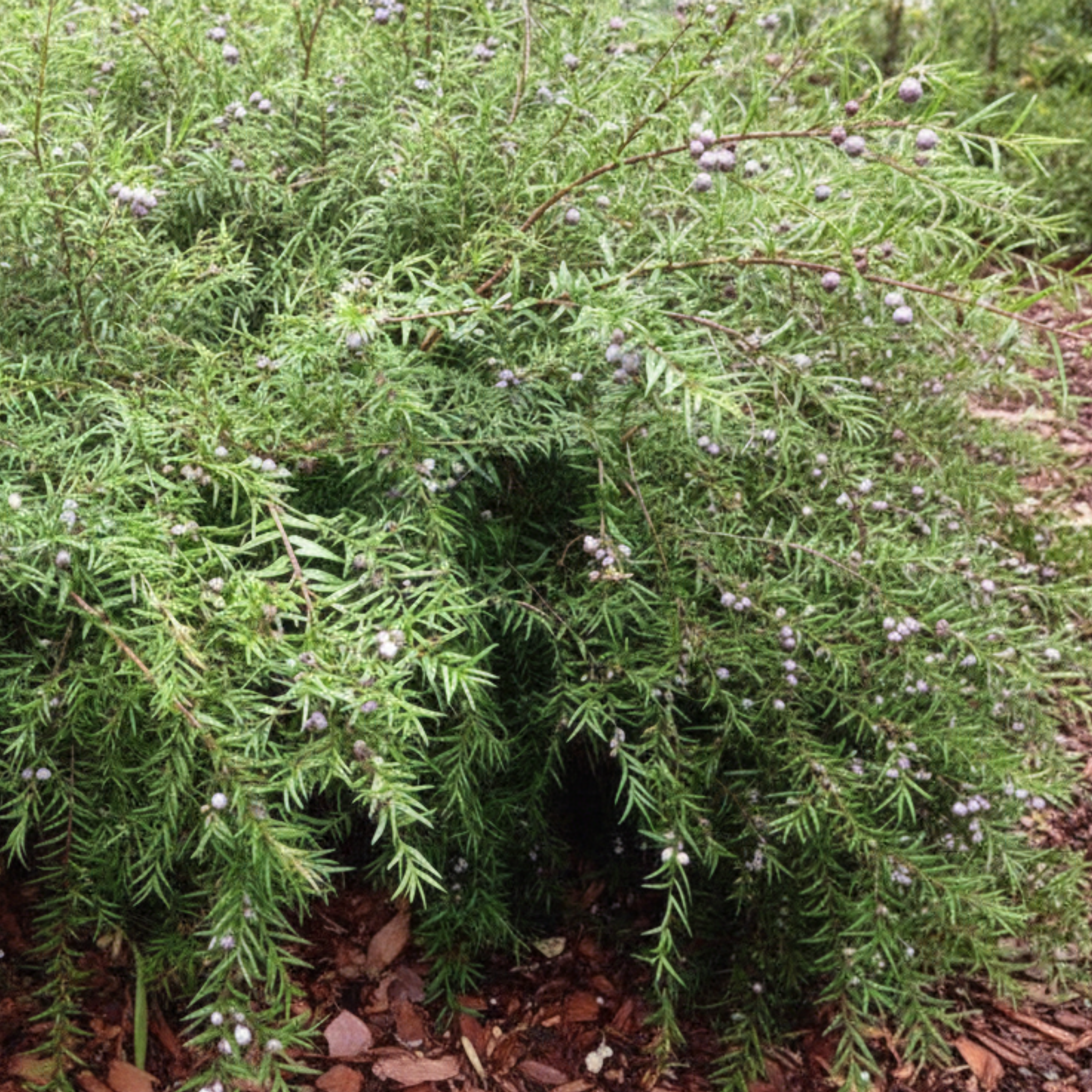 Midyim/Midgen Berry - Austromyrtus dulcis