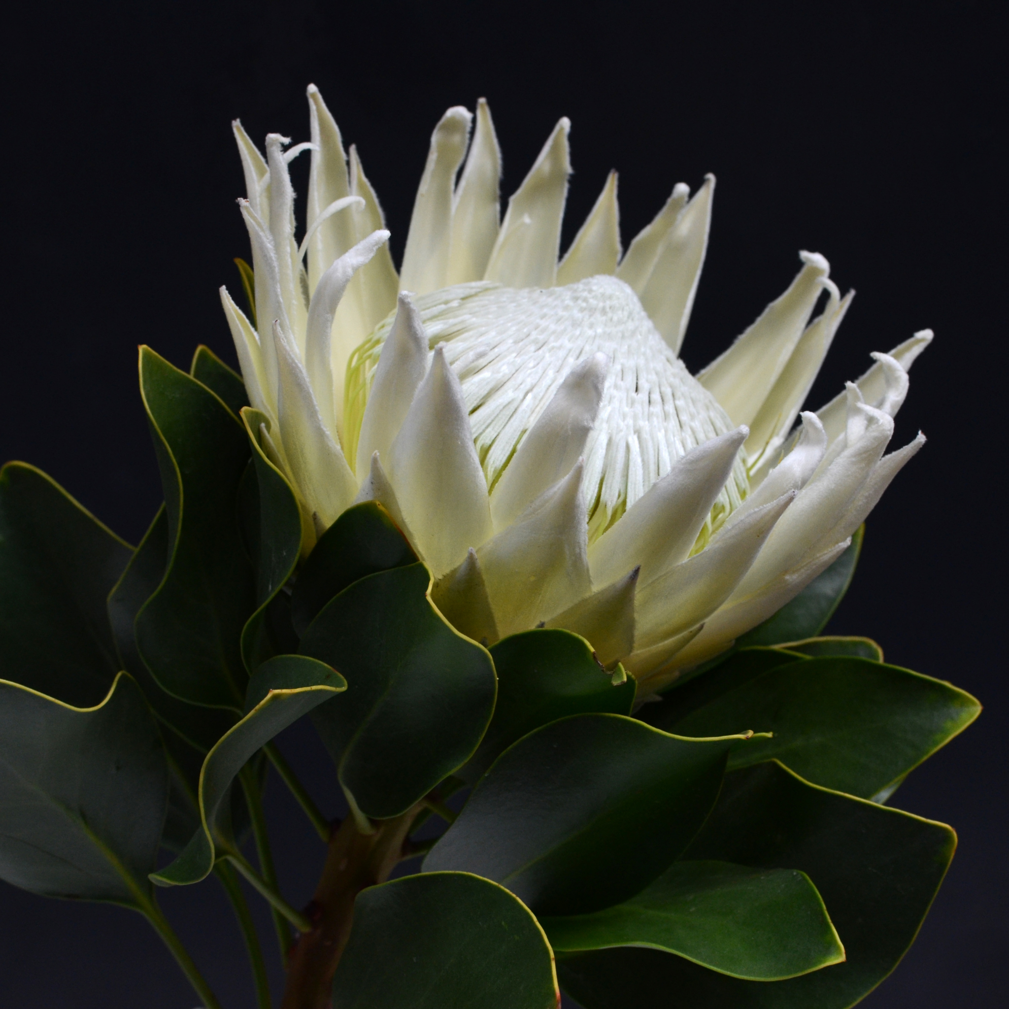 King White King Protea - Protea cynaroides King White
