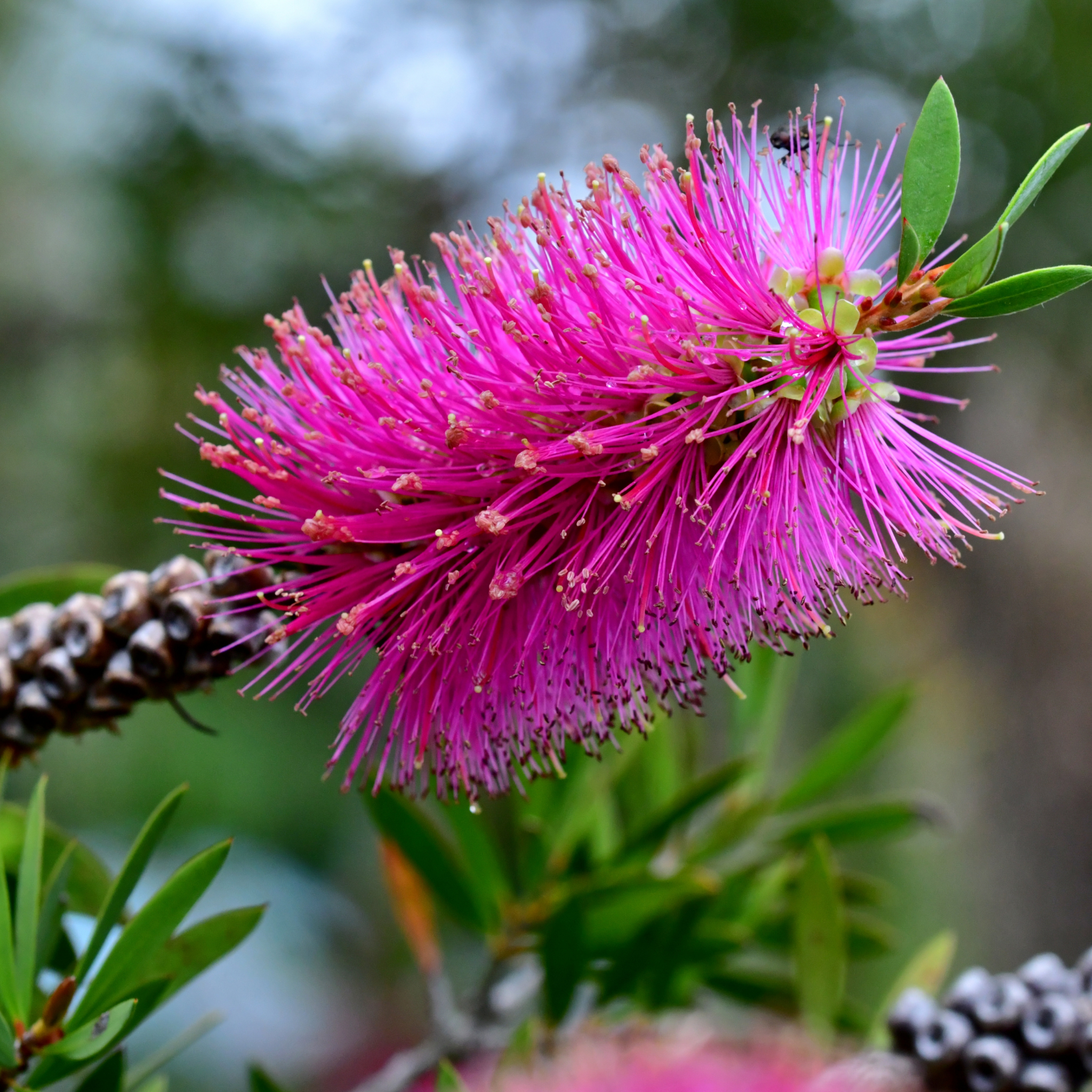 Pink Bottlebrush - Callistemon hybrida 'Candy Pink'