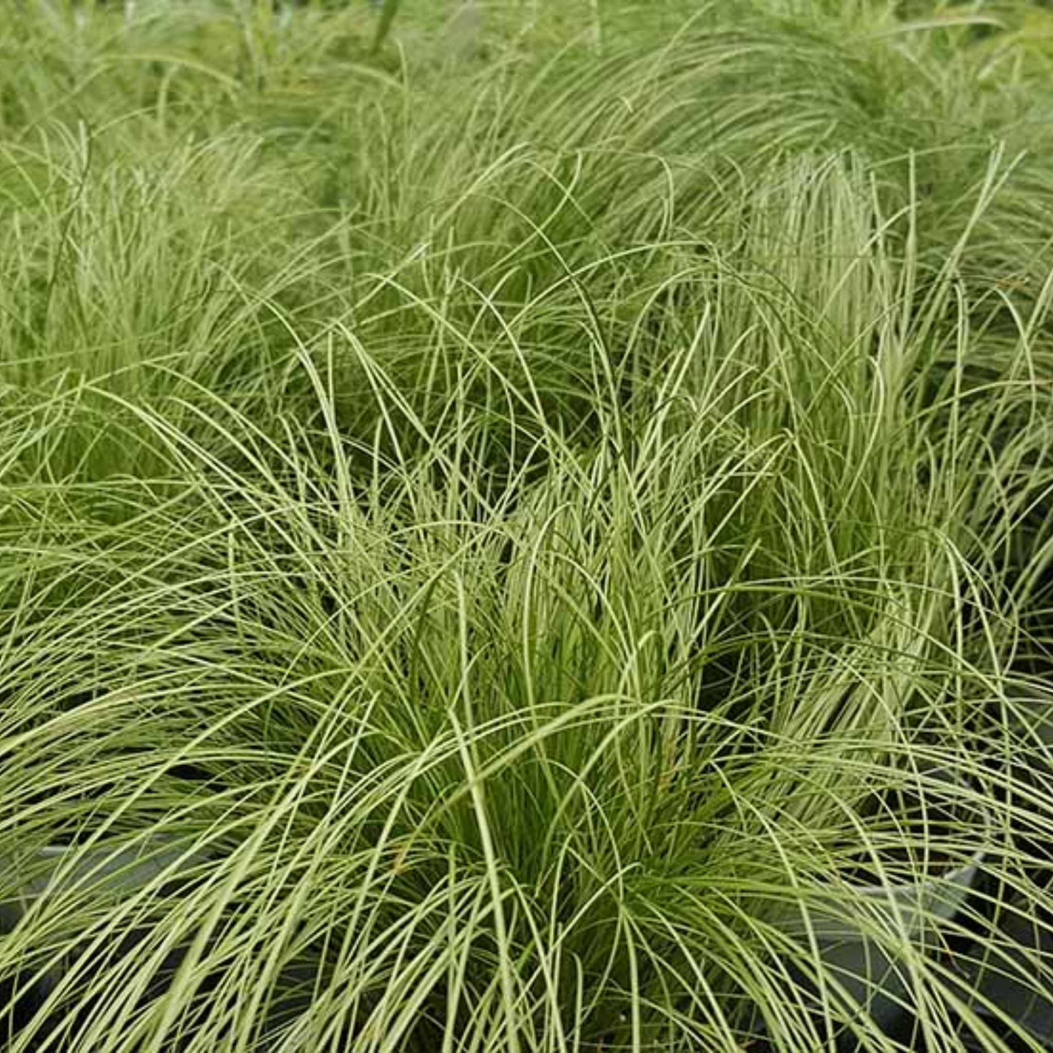 Close-up of green grass with a blurred background